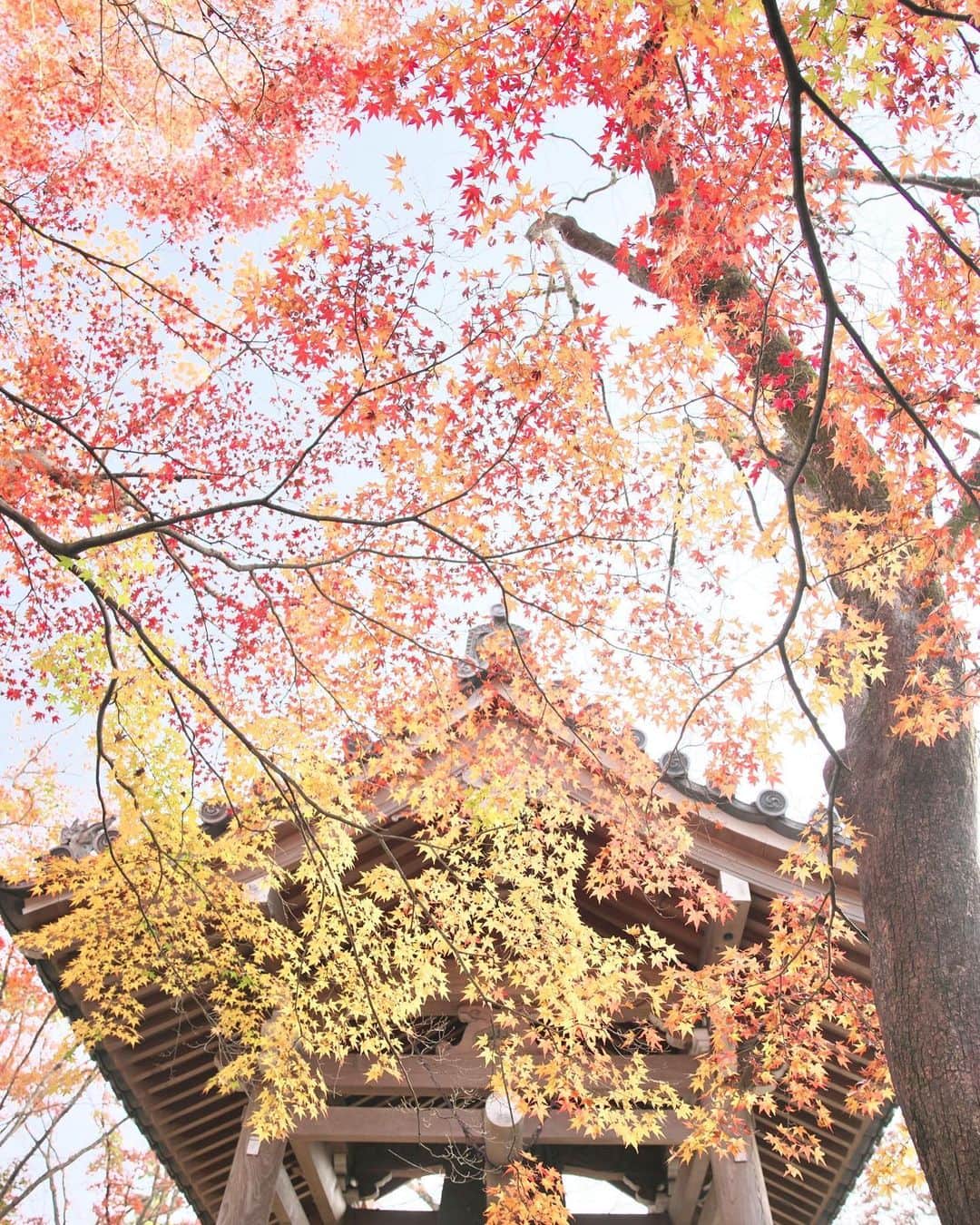 kiccyomuのインスタグラム：「☁️ 2020.12.04 Fri 京都の #紅葉 🍁 嵐山の #常寂光寺 ここもモミジ🍁が綺麗で素敵😊 人気スポットで人が多かった〜 嵐山はやっぱり多いネ😅  金曜日…今日も元気に🤗  location #京都 📷撮影 2020年11月21日」