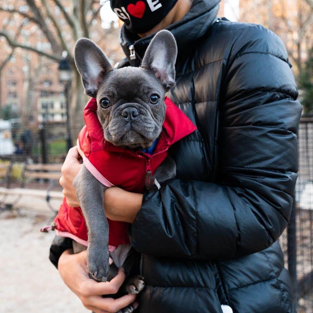The Dogistさんのインスタグラム写真 - (The DogistInstagram)「Ruby, French Bulldog (4 m/o), Washington Square Park, New York, NY • “She full zooms around the apartment and sleeps fully on her back. She’s obsessed with space heaters – as soon as she gets back she runs to the heater to thaw.”」12月4日 7時48分 - thedogist