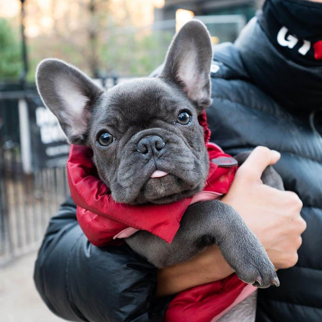 The Dogistさんのインスタグラム写真 - (The DogistInstagram)「Ruby, French Bulldog (4 m/o), Washington Square Park, New York, NY • “She full zooms around the apartment and sleeps fully on her back. She’s obsessed with space heaters – as soon as she gets back she runs to the heater to thaw.”」12月4日 7時48分 - thedogist