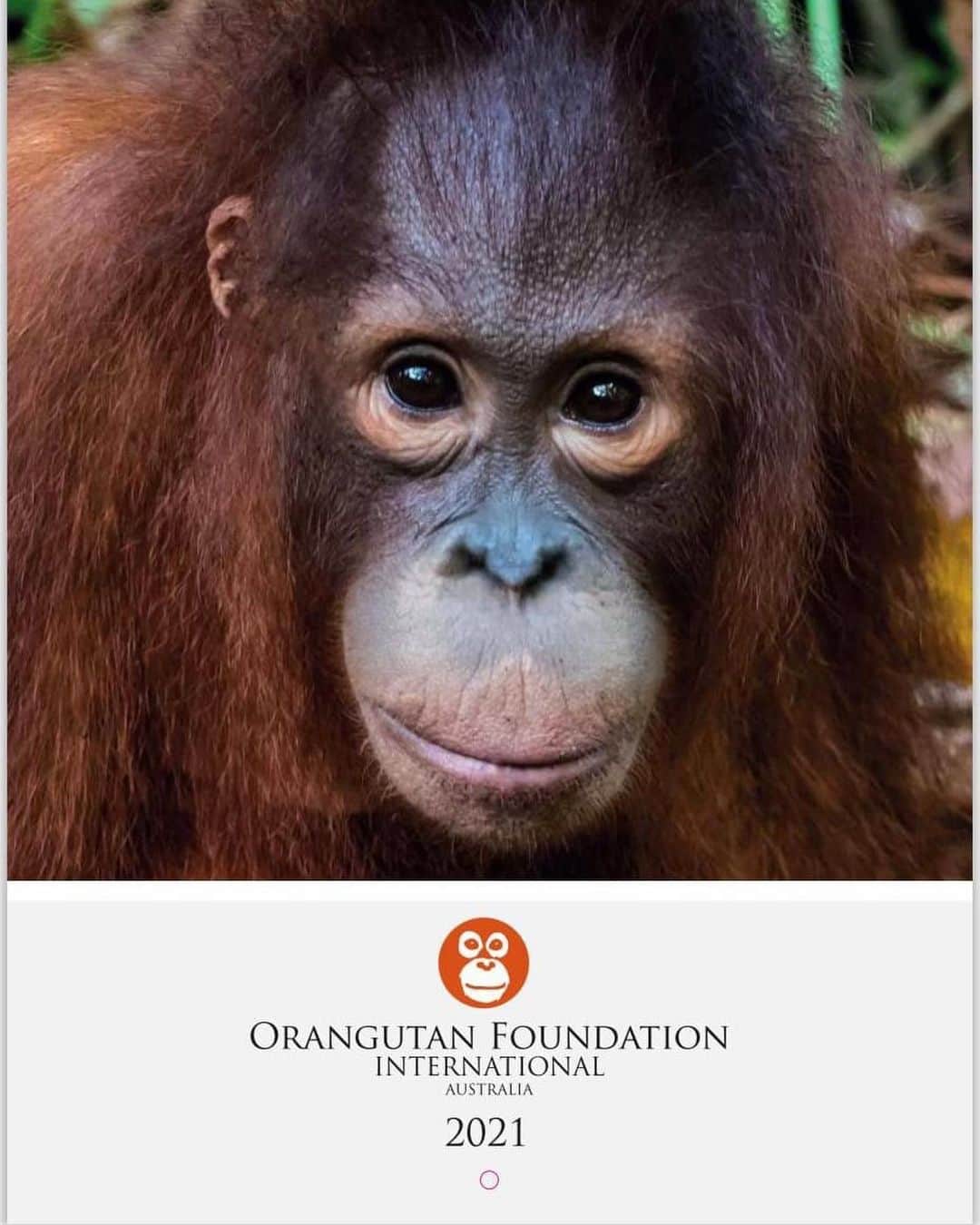 OFI Australiaさんのインスタグラム写真 - (OFI AustraliaInstagram)「We still have stock of our beautiful limited edition 2021 Orangutans Calendar. The perfect Christmas gift for the animal lover in your life! Featuring incredibly beautiful, high quality orangutan images. Within Australia, the calendars cost $20 each, with an additional $3.90 each for shipping.  Order NOW in our online shop. The link to our website is in our bio. Please note – If you live OVERSEAS (not in Australia) and would like to purchase our calendar/s please email info@ofiaustralia.com with your address and the number of calendars you would like to purchase BEFORE you place your order and we will advise you of the international postage cost first.  #calendar #orangutanmerchandise #orangutan ______________________________ 🦧 OFIA Founder: Kobe Steele kobe@ofiaustralia.com  OFIA Patron: Dr Birute Galdikas @drbirute @orangutanfoundationintl @orangutan.canada www.orangutanfoundation.org.au 🦧 🧡 🦧」12月4日 8時02分 - ofi_australia