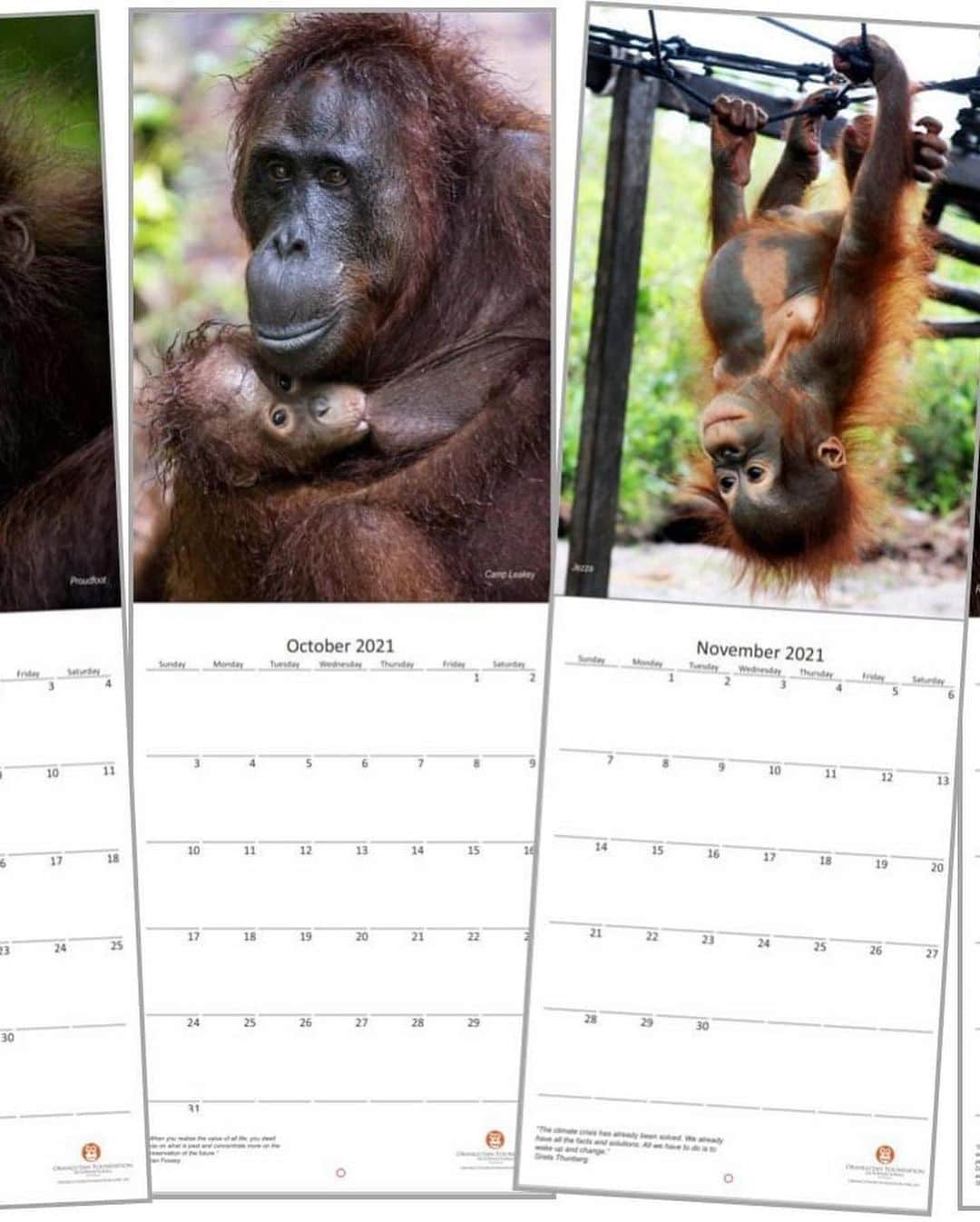 OFI Australiaさんのインスタグラム写真 - (OFI AustraliaInstagram)「We still have stock of our beautiful limited edition 2021 Orangutans Calendar. The perfect Christmas gift for the animal lover in your life! Featuring incredibly beautiful, high quality orangutan images. Within Australia, the calendars cost $20 each, with an additional $3.90 each for shipping.  Order NOW in our online shop. The link to our website is in our bio. Please note – If you live OVERSEAS (not in Australia) and would like to purchase our calendar/s please email info@ofiaustralia.com with your address and the number of calendars you would like to purchase BEFORE you place your order and we will advise you of the international postage cost first.  #calendar #orangutanmerchandise #orangutan ______________________________ 🦧 OFIA Founder: Kobe Steele kobe@ofiaustralia.com  OFIA Patron: Dr Birute Galdikas @drbirute @orangutanfoundationintl @orangutan.canada www.orangutanfoundation.org.au 🦧 🧡 🦧」12月4日 8時02分 - ofi_australia