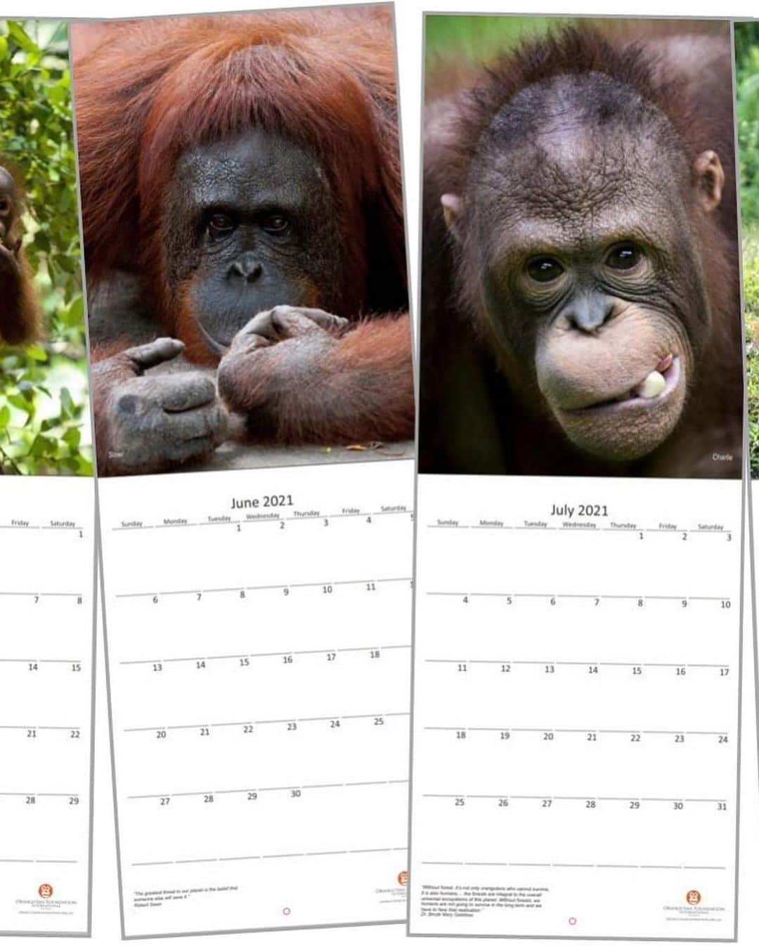 OFI Australiaさんのインスタグラム写真 - (OFI AustraliaInstagram)「We still have stock of our beautiful limited edition 2021 Orangutans Calendar. The perfect Christmas gift for the animal lover in your life! Featuring incredibly beautiful, high quality orangutan images. Within Australia, the calendars cost $20 each, with an additional $3.90 each for shipping.  Order NOW in our online shop. The link to our website is in our bio. Please note – If you live OVERSEAS (not in Australia) and would like to purchase our calendar/s please email info@ofiaustralia.com with your address and the number of calendars you would like to purchase BEFORE you place your order and we will advise you of the international postage cost first.  #calendar #orangutanmerchandise #orangutan ______________________________ 🦧 OFIA Founder: Kobe Steele kobe@ofiaustralia.com  OFIA Patron: Dr Birute Galdikas @drbirute @orangutanfoundationintl @orangutan.canada www.orangutanfoundation.org.au 🦧 🧡 🦧」12月4日 8時02分 - ofi_australia