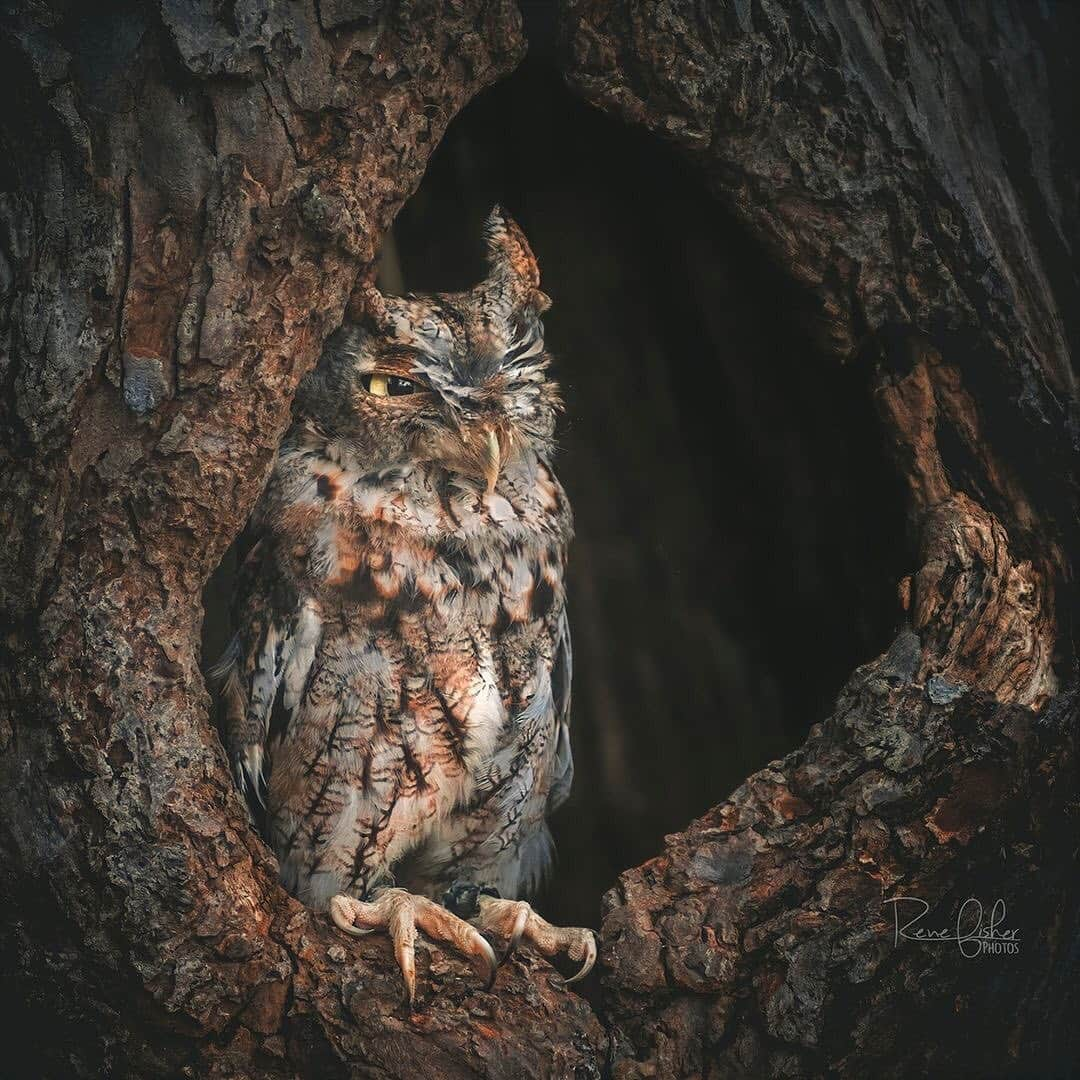 Ricoh Imagingさんのインスタグラム写真 - (Ricoh ImagingInstagram)「Posted @withregram • @renefisher_photography How cute is this little Eastern Screech Owl at the Canadian Raptor Conservancy?⁠ .⁠ .⁠ .⁠ .⁠ ⁠ .⁠ .⁠ .⁠ #screechowl #owl #onlyowls #elite_raptors #audubonsociety , #ig_birdwatchers , #allmightybirds , #planetbirds , #pocket_birds , #sharecangeo , #canadianphotographer , #ricohpentax , #sharecangeo , #pentaxian, #teampentax , #canadianwildlife⁠ #discoverwildlife , #exclusive_animals , #wildlifeonearth⁠ #splendid_animals , #wildlifeplanet , #wildlifephotography⁠ #discoveron , #exploreontario #owlsofinstagram⁠」12月4日 8時13分 - ricohpentax