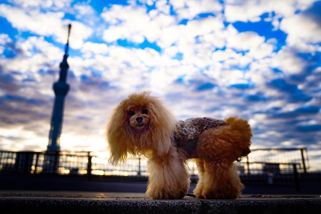 Toypoodle Mikuru?Asakusa Tokyoのインスタグラム：「20201205 Friday. Good morning! Friends 💖  やっと金曜日😆 良い週末を👋🏻  #あさんぽ #tokyoskytree  #tokyotokyo  #sigma2470mmf28art   ひさびさにカメラ持ってのあさんぽ。 邪悪な みきゅるん という風😂」