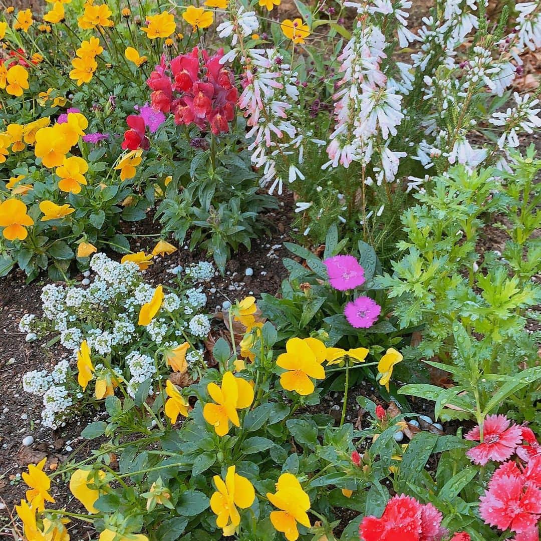 水谷雅子さんのインスタグラム写真 - (水谷雅子Instagram)「おはようございます☀ 寒い朝でも花が元気に咲いてくれてます🌸 冬の間は朝だけたっぷり花の水やりしています。🌸 マグによく言い聞かせましたのでお花を踏んだりしませんよ☺️🐶 #おはようございます#庭#ガーデニング #花の水やり#冬の花#春まで咲く花 #可愛い花#癒し #水谷雅子#水谷雅子beautybook50の私」12月4日 8時22分 - mizutanimasako