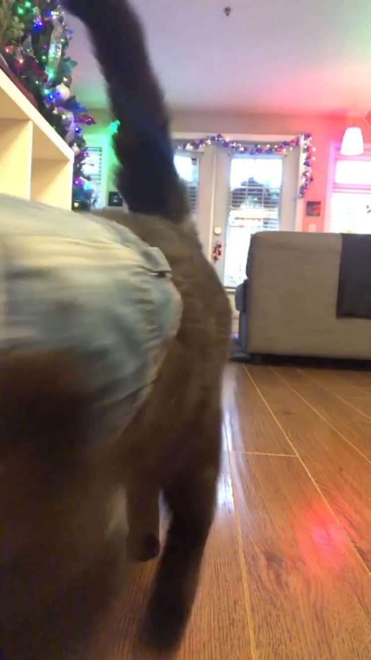 The Cats Of Instagramのインスタグラム：「#Repost • #COIVideoChallenge • @paw_mccartney And I do my little turn on the #CatWalk」
