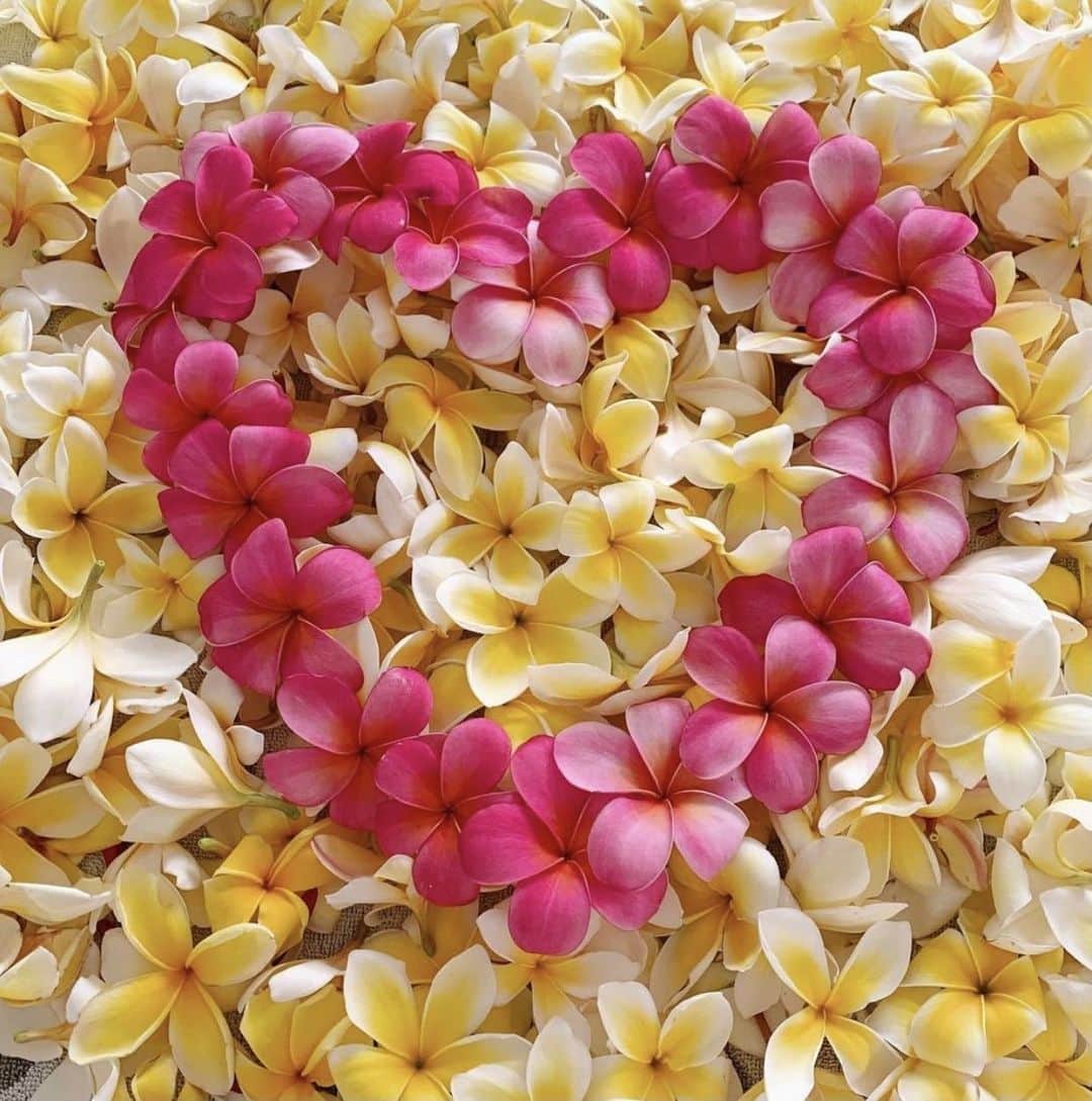 Lanikai Bath and Bodyさんのインスタグラム写真 - (Lanikai Bath and BodyInstagram)「Make your heart happy and your skin will glow.  📸@tag_aloha  #skin #glow #love #beauty #wellness #plumeria #hawaii #natural #organic #bekind #selflove #selfcare」12月4日 8時49分 - lanikaibathandbody