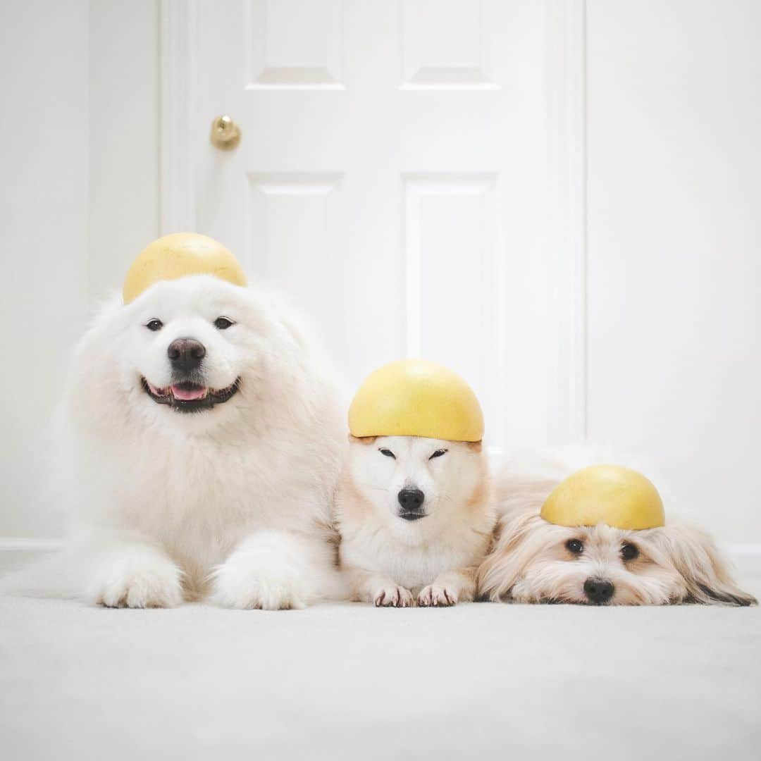 Loki the Corgiさんのインスタグラム写真 - (Loki the CorgiInstagram)「Fruit helmets 👷🏻‍♂️👷🏻‍♀️👷🏻 Who knows the name of the fruit on their heads? 😝」12月4日 9時00分 - lokistagram