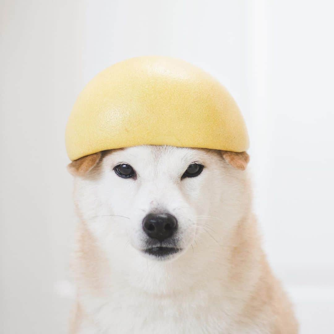 Loki the Corgiさんのインスタグラム写真 - (Loki the CorgiInstagram)「Fruit helmets 👷🏻‍♂️👷🏻‍♀️👷🏻 Who knows the name of the fruit on their heads? 😝」12月4日 9時00分 - lokistagram