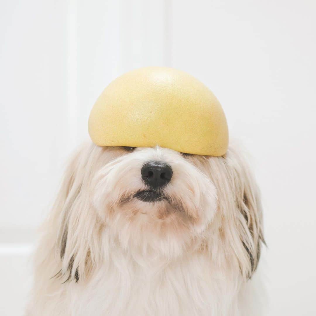 Loki the Corgiさんのインスタグラム写真 - (Loki the CorgiInstagram)「Fruit helmets 👷🏻‍♂️👷🏻‍♀️👷🏻 Who knows the name of the fruit on their heads? 😝」12月4日 9時00分 - lokistagram