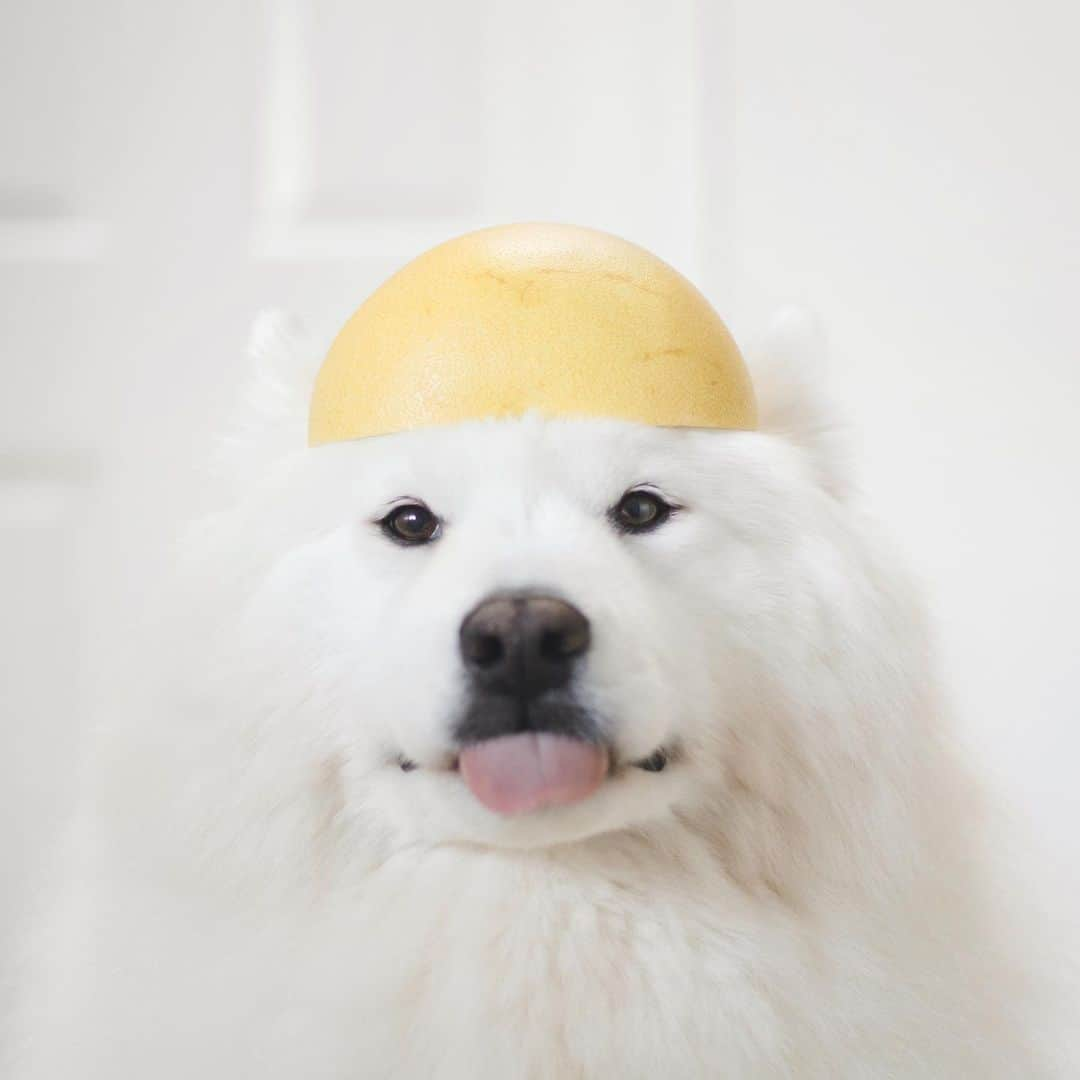 Loki the Corgiさんのインスタグラム写真 - (Loki the CorgiInstagram)「Fruit helmets 👷🏻‍♂️👷🏻‍♀️👷🏻 Who knows the name of the fruit on their heads? 😝」12月4日 9時00分 - lokistagram