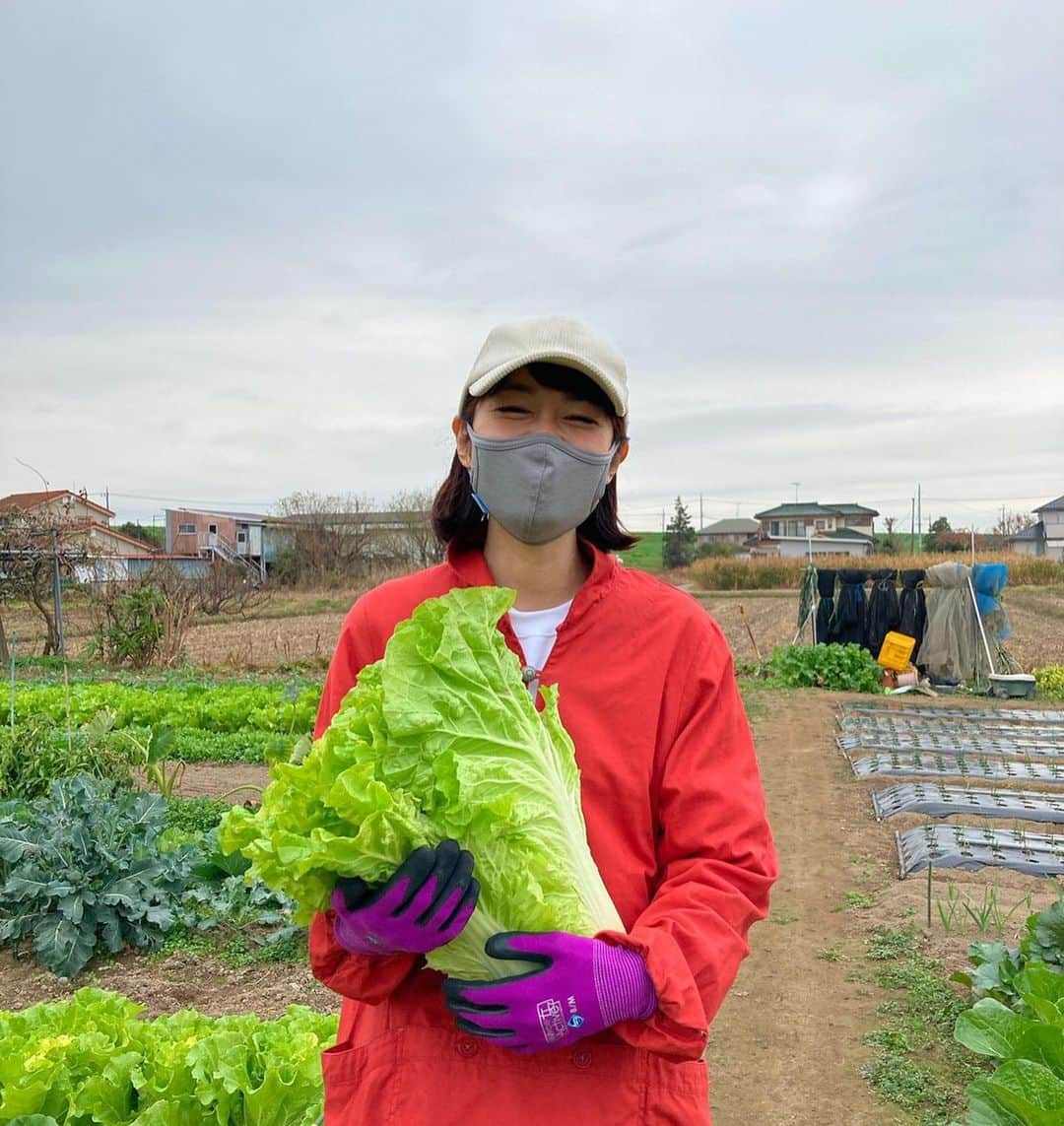 川瀬良子のインスタグラム：「ずっしり #山東菜 収穫させていただきました！👏🏻 （写真３枚あります♪）  家庭菜園をやっていると、 大切に育てた野菜を 自分で食べるだけではなくて 周りのみんなにも食べてもらいたい！ と言う想いが溢れますよね♪  山東菜に込められた優しさも しっかりと受け取りました！  毎日お鍋にしていただいております😊  葉がやわらかくてとっっってもおいしい！  Nさん😆ありがとうございましたー！  みなさん、冬の家庭菜園は順調ですか〜？😊  #家庭菜園 #畑 #野菜作り #野菜 #農業女子 #山東菜 食べたことありますか？」