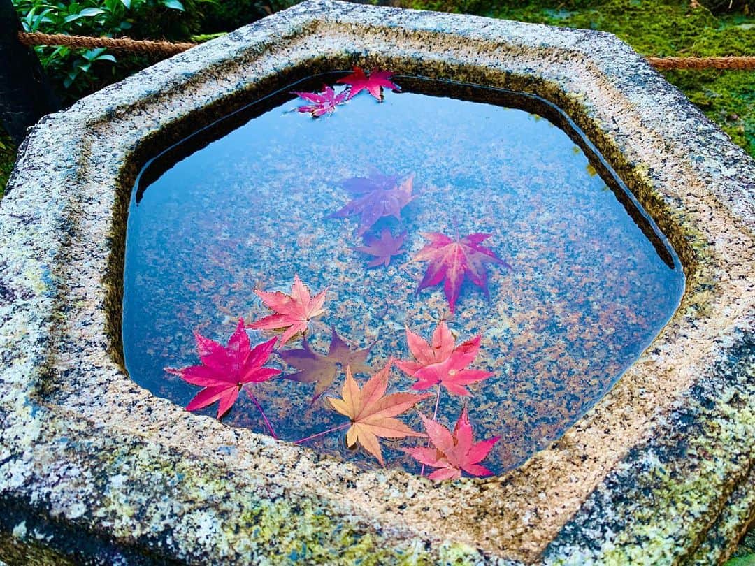 せいなさんのインスタグラム写真 - (せいなInstagram)「＊水面もみじ🍁＊ -東福寺- . . もみじばかりですみません😹💓 でも、めちゃくちゃ綺麗に撮れたので🤳✨ iphoneクオリティ👏 . . 水面に浮かぶもみじ🍁と、 水に映る紅葉のコントラストが見事に撮れた一枚✨ 2枚目は上から普通に撮った写真📸✨ . . こんな綺麗な景色がたくさんある京都は、やっぱり好きだなぁ❤️✨ まだまだ行けてないところいっぱいあるんだあ😹 . . instagram:@kamozen.kyoto 和雑貨:@charmofkamozen HP: https://www.kamozen.com/  . . ＊----＊----＊----＊----＊---- 〒605‐0845 京都府京都市東山区竹村町151番地35 Email:kamozen.kyoto@gmail.com ☎​075-286-4077 京都一棟貸家宿 加茂禅 ＊----＊----＊----＊----＊---- . . #kyoto #japan #kimono#kyotostay #hotel #japanese #beautiful  #kamozen #kamozenkyoto #charmofkamozen #gotoキャンペーン  #gotoトラベル #goto #加茂禅 #京都  #袴 #レトロコーデ #日本 #和美人 #京美人 #着物美人 #京都旅　#和紙雑貨  #そうだ京都へ行こう #もみじ #紅葉 #東福寺」12月4日 9時13分 - seina_k0403