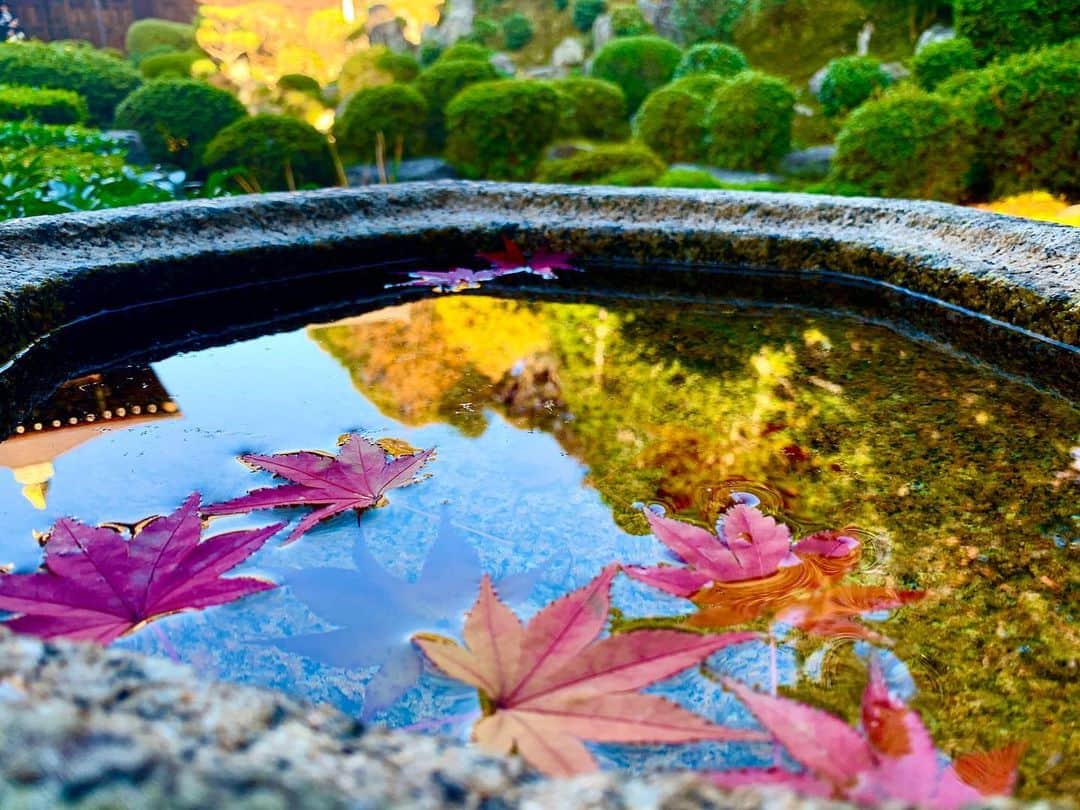 せいなさんのインスタグラム写真 - (せいなInstagram)「＊水面もみじ🍁＊ -東福寺- . . もみじばかりですみません😹💓 でも、めちゃくちゃ綺麗に撮れたので🤳✨ iphoneクオリティ👏 . . 水面に浮かぶもみじ🍁と、 水に映る紅葉のコントラストが見事に撮れた一枚✨ 2枚目は上から普通に撮った写真📸✨ . . こんな綺麗な景色がたくさんある京都は、やっぱり好きだなぁ❤️✨ まだまだ行けてないところいっぱいあるんだあ😹 . . instagram:@kamozen.kyoto 和雑貨:@charmofkamozen HP: https://www.kamozen.com/  . . ＊----＊----＊----＊----＊---- 〒605‐0845 京都府京都市東山区竹村町151番地35 Email:kamozen.kyoto@gmail.com ☎​075-286-4077 京都一棟貸家宿 加茂禅 ＊----＊----＊----＊----＊---- . . #kyoto #japan #kimono#kyotostay #hotel #japanese #beautiful  #kamozen #kamozenkyoto #charmofkamozen #gotoキャンペーン  #gotoトラベル #goto #加茂禅 #京都  #袴 #レトロコーデ #日本 #和美人 #京美人 #着物美人 #京都旅　#和紙雑貨  #そうだ京都へ行こう #もみじ #紅葉 #東福寺」12月4日 9時13分 - seina_k0403