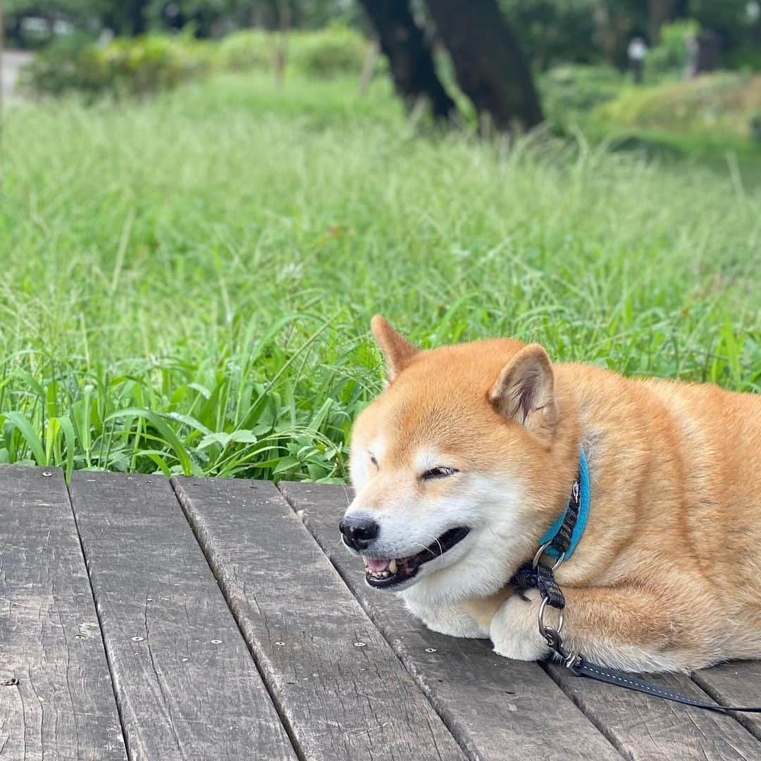 まる（まるたろう）さんのインスタグラム写真 - (まる（まるたろう）Instagram)「Good morning!✨🐶✨今日もまるが見張っててあげるからね #頑張っておいで #疲れたら寝ちゃうかもだけど #出来るだけ見張っててあげるね #根津の見張り番 #なぐごはいねが」12月4日 9時21分 - marutaro