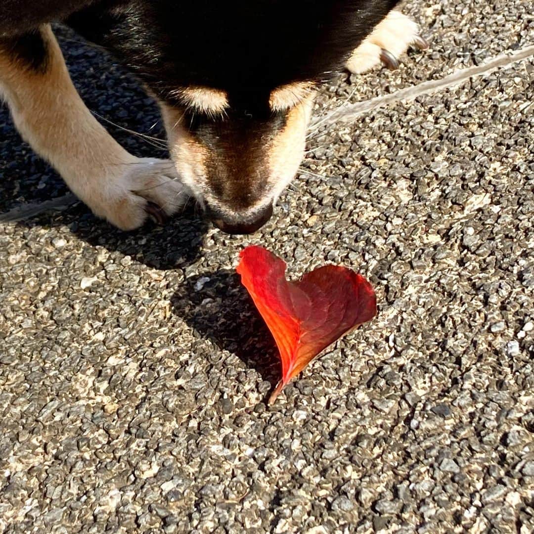 vo_coのインスタグラム：「❤️ ハートをくんくんくんくん ＊ #shibastagram #instashiba #shiba #shibainu #黒柴 #柴犬」