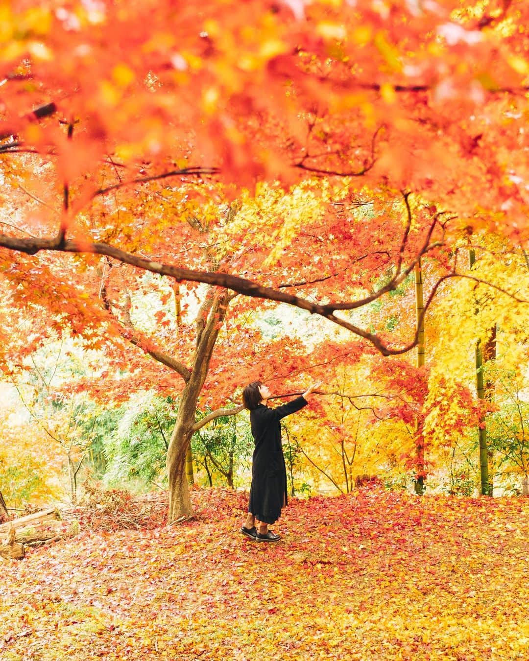 shinichi38のインスタグラム：「﻿ ﻿ Full autumn 🍁」