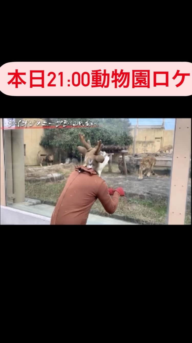石山大輔のインスタグラム：「ダンソンの格好で動物園ロケしてきました！ 刺激を受けた動物たちの反応をお楽しみに！！ 待ってるぜ、動物ロケ！」