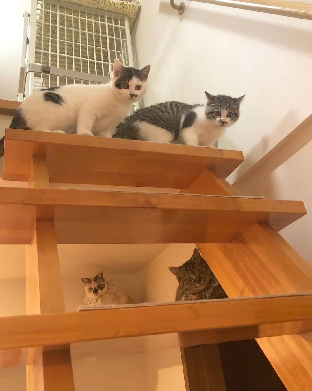 maimocotoさんのインスタグラム写真 - (maimocotoInstagram)「今我が家にいる子猫ちゃんたち❤︎ #つばきとくら丸　と　#モコ似のそらちゃん　。 やっぱり子猫同士、馴染むのが早くて3人は三階の同じ部屋に居ることが多いよ。そらちゃんがキャットウォークで遊んでたら2人が降りてきて階段の隙間から見てるの笑 そらちゃんを真似て少しずつ階段をおりられるようになってきた感じかな。 やっと仲良しになれたけど、もうすぐ里親さんのお家へ出発🚗 最近、子猫たちの卒園が早いなぁ。。いいことなんだけどさ。 ＊ ＊ 『そら、ずっとひとりぼっちだったから、最近すっごく楽しいの♪』 ＊ ＊ そらちゃんは #里親さん募集中　です #ちゃっかりチコもいるよ」12月4日 19時46分 - maihimemoco