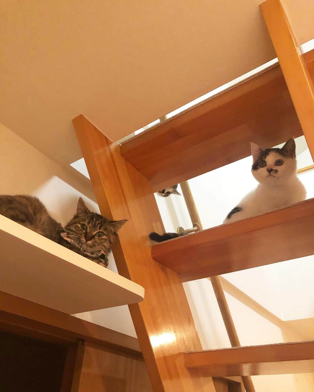 maimocotoさんのインスタグラム写真 - (maimocotoInstagram)「今我が家にいる子猫ちゃんたち❤︎ #つばきとくら丸　と　#モコ似のそらちゃん　。 やっぱり子猫同士、馴染むのが早くて3人は三階の同じ部屋に居ることが多いよ。そらちゃんがキャットウォークで遊んでたら2人が降りてきて階段の隙間から見てるの笑 そらちゃんを真似て少しずつ階段をおりられるようになってきた感じかな。 やっと仲良しになれたけど、もうすぐ里親さんのお家へ出発🚗 最近、子猫たちの卒園が早いなぁ。。いいことなんだけどさ。 ＊ ＊ 『そら、ずっとひとりぼっちだったから、最近すっごく楽しいの♪』 ＊ ＊ そらちゃんは #里親さん募集中　です #ちゃっかりチコもいるよ」12月4日 19時46分 - maihimemoco
