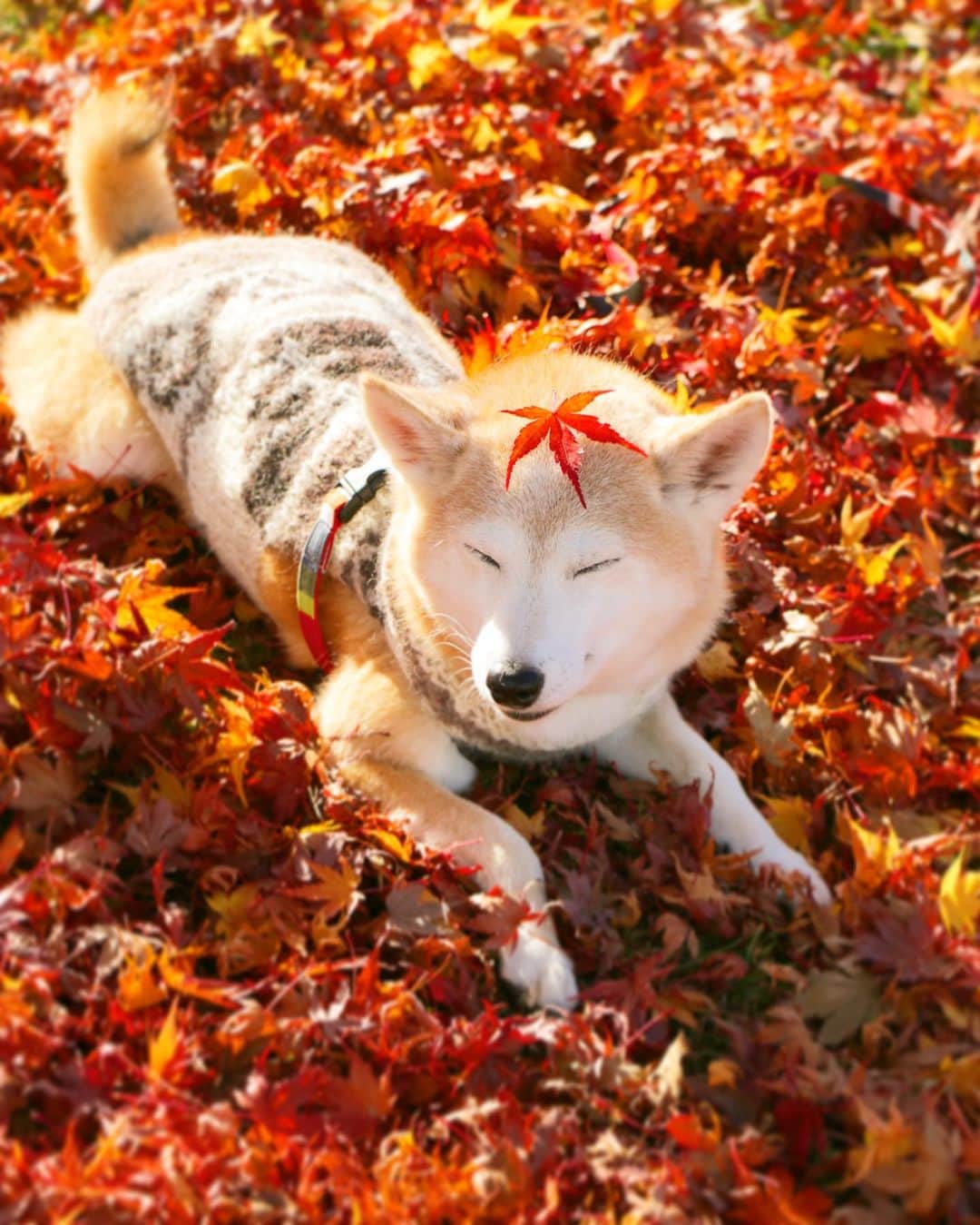 柴犬 けんしろう ゆりあのインスタグラム：「🐶🍁  もみじの絨毯でお昼寝ゆりぃ〜😪 . . 最近のゆりあですが 誰より心を許せる存在のお兄ちゃんが おとぼけさんになってから ゆりあなりに小さい頭でいっぱい 考えているようなんです。  なので、この額のもみじは 沸騰しそうな頭に貼る 冷えピタ代わりかな(笑)  けんちゃんの身体的サポートも ゆりぃの心のサポートも 両方大切にやっていかなくっちゃね☺️❤️ . . #元保護犬 #保護犬を家族に . . Location:Yamanashi(2020.11.19撮影)」