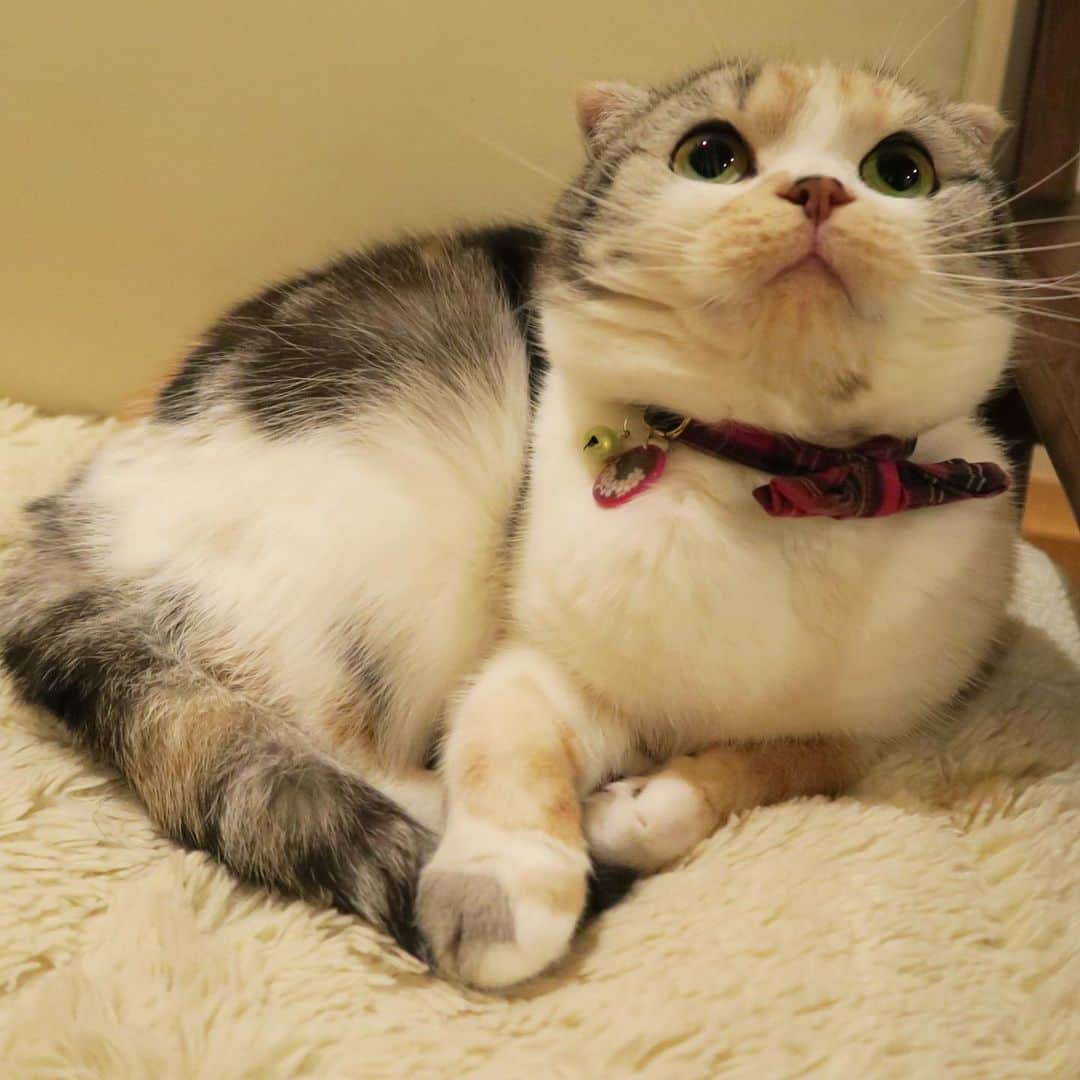 takegaeruのインスタグラム：「寒くなってきたね〜  #cat #scottishfold #猫 #スコティッシュフォールド #三毛スコ友の会」