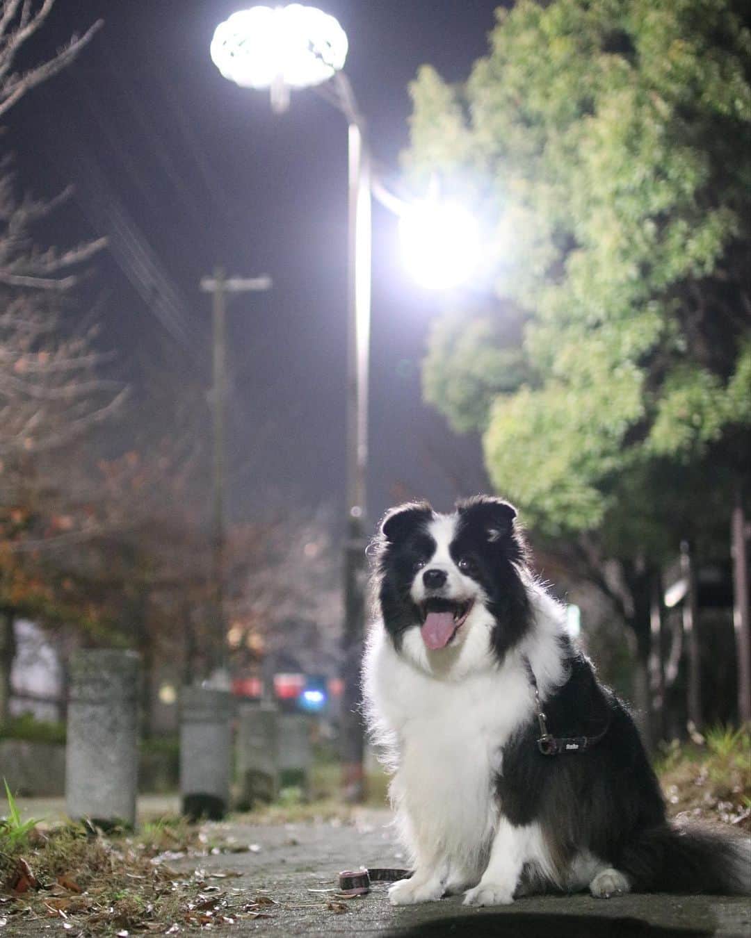 犬バカ部宣伝部長さんのインスタグラム写真 - (犬バカ部宣伝部長Instagram)「🌙✨夜versionそらちゃん楽しんでもらってますか？👀﻿ ②枚目の写真。﻿ よーく見たら白い息が見えるんだけど分かるかな？😳﻿ ﻿ 今週お疲れ様でした。﻿ そらちゃんへのクリスマスプレゼントですが、今年はふっかふかベッドを🎅さんにお願いしようと思ってます😍﻿ ﻿ #犬バカ部 #bordercollie #ボーダーコリー #dog﻿ #犬 #白黒 #そら」12月4日 20時14分 - umetaturou