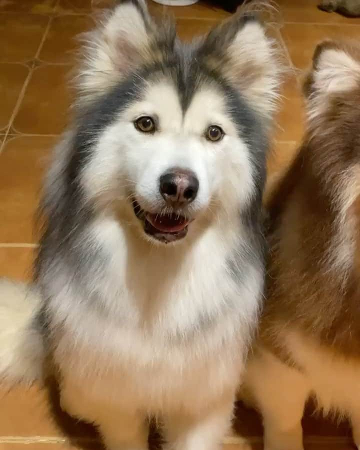 husky and malamuteのインスタグラム：「😝😝😝」