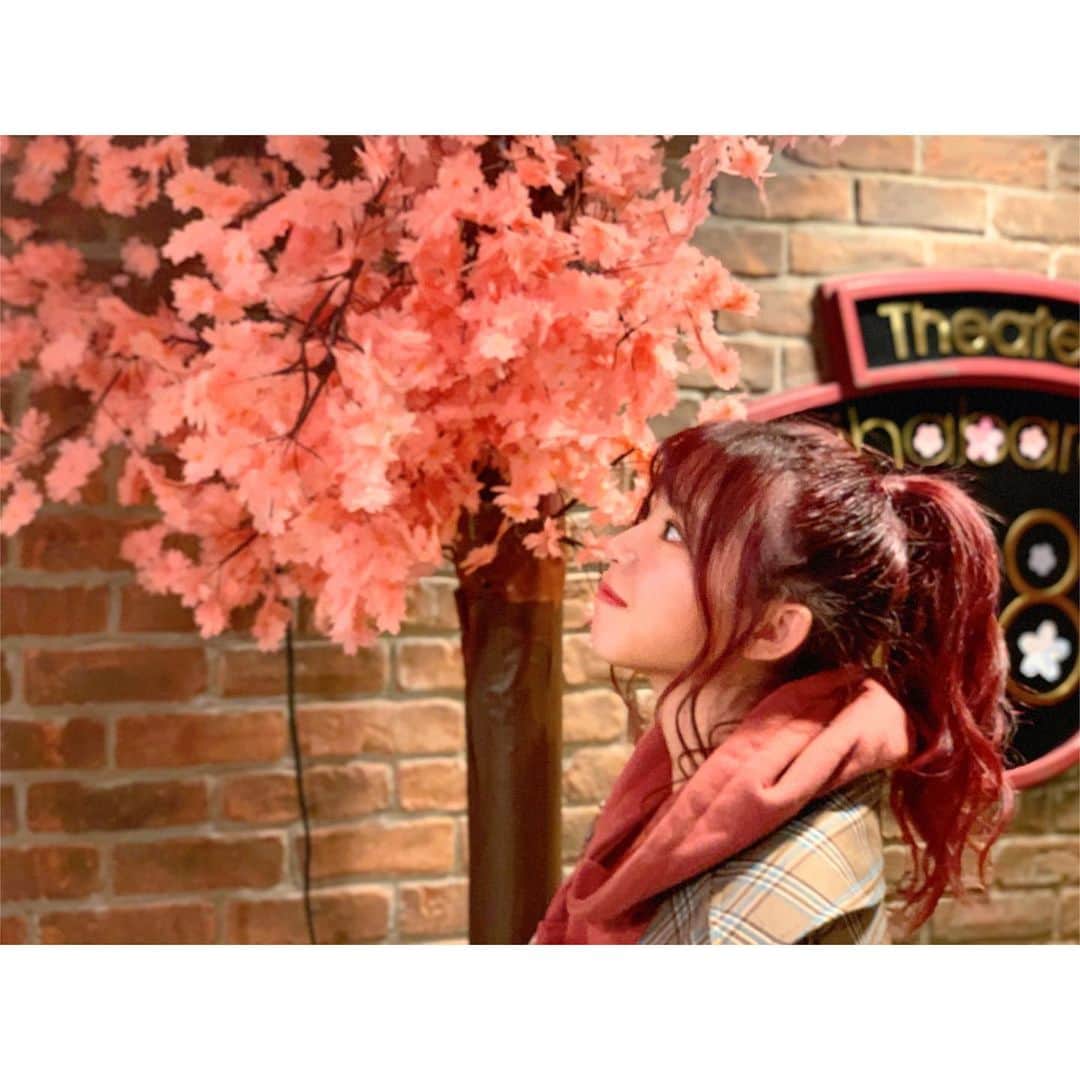 馬嘉伶さんのインスタグラム写真 - (馬嘉伶Instagram)「🍵 #季節外れの桜 #AKB48 #AKB48劇場 #🌸 . この間、久々にAKB48劇場のロビーへ行きました 半年前に メンバー一人一人が力を合わせて作った🌸の花が 綺麗な桜の木になっていますよ これは 世界で一番美しい桜の木だと思います😌😌💗 . 来年こそは、 皆さんと一緒にお花見が出来ますように」12月4日 20時29分 - macyacyarin