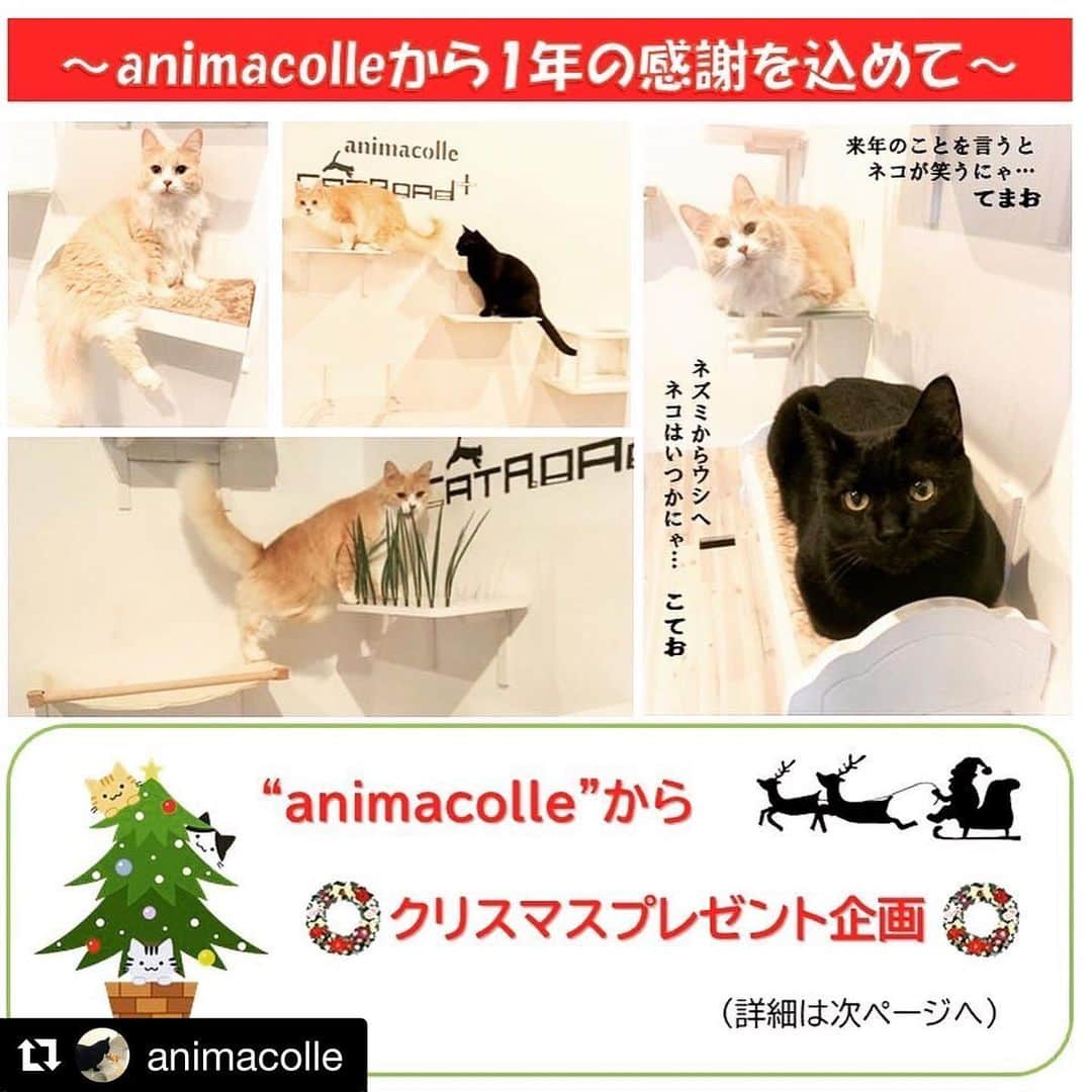 ベルさんのインスタグラム写真 - (ベルInstagram)「. 大好きな @animacolle さんの クリスマスプレゼント企画🎄 応募しますにゃ😽💞  #animacolleクリスマスプレゼント企画 希望③②⑥ ご縁がありますように💖  #Repost @animacolle with @get_repost ・・・ . 皆様こんにちはanimacolleスタッフです😊 . 2020年の感謝を込めまして☃️✨12月クリスマスプレゼント企画を実施させていただきます✨ . 【お申込み期間】 〜12/10 . 【応募方法】 ①@animacolle をフォロー ②#animacolleクリスマスプレゼント企画 のタグ付けをお願いいたします。(リポストなどいただけると有難いです) . ③この投稿に『ご希望の順に』番号を最大3つコメント下さい🐈🐈‍⬛🐈 . 例.③①④(多く希望すると当たりやすいかも⁉) . プレゼント企画のお申込みは以上です😊👍 . 当選発表は【12/11】にインスタグラムにて発表させていただき、当選者の方にはDMでご連絡させていただきます🎉 . 選考結果に関するお問い合わせには応じられませんのでご了承ください😖💦 . また申し訳ございませんが国内限定とさせていただきます🥺💦 . 【プレゼント内容】 画像2枚目をご確認お願いします🐈 . 【お届け時期】 12/14より順次 . この企画に関するご質問は、コメント欄に記入いただければ速やかに回答させていただきます☺️💕 . また最近Twitterを再開させていただきました。こてまりさんの日常をお伝えしてますので、宜しければ覗いてあげて下さい(*'▽')💓 . 末筆になりますが、まだまだ大変な日々が続いております。くれぐれもお身体ご自愛の上、毎日過ごして下さいますようお願い申し上げます🙇🏻‍♂️🙇🏻‍♂️🙇🏻‍♂️ . . #animacolle  #アニマコレ #キャットステップ #キャットハンモック #キャットウォーク #キャットベッド #キャットロード #ねこのために #ねこのいる暮らし #ねこのいる生活 #ねこおもちゃ #にゃんだふるらいふ #ねこだいすき」12月4日 20時39分 - ricorico_rico