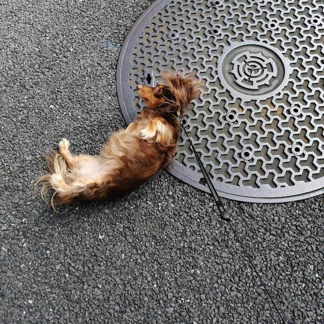 ななこさんのインスタグラム写真 - (ななこInstagram)「本日のゴロゴロからのズリズリ🤩 ※ ※ #犬 #愛犬 #ダックス #カニンヘン　 #dog #dachshund #dogstagram  #doxie #instadog #instadachshund  #petstagram #dachshundsofinstagram」12月4日 20時37分 - nanaco_dachs