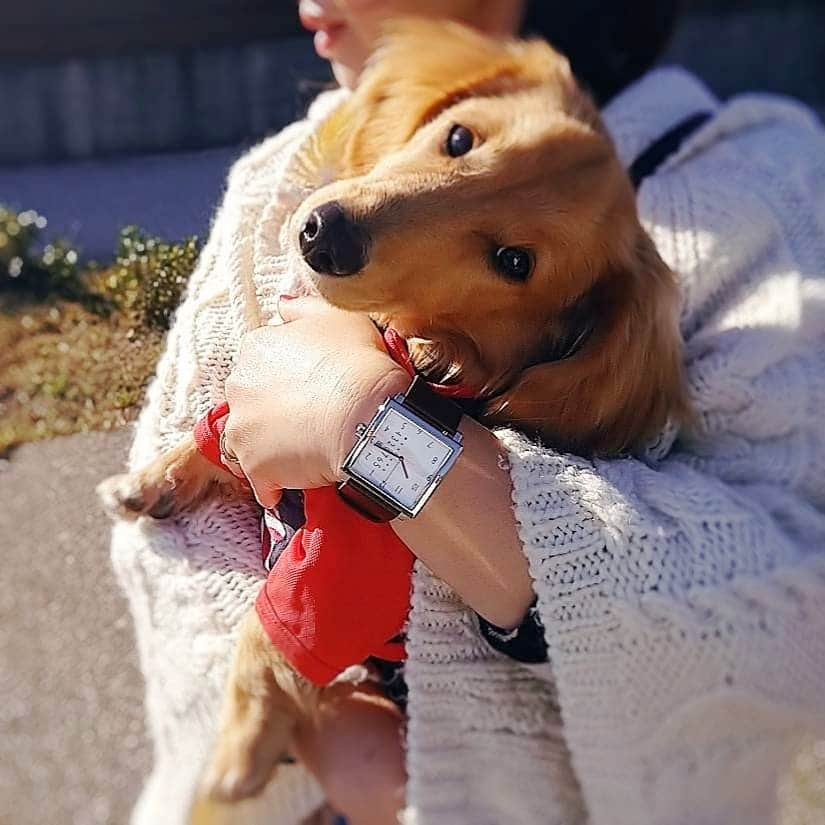 ピックさんのインスタグラム写真 - (ピックInstagram)「ママ～🐶🐾 、 どこ行くの～🐶🐾 、 @nomonday_jp  様の⌚ 、 シンプルなデザインどんなお洋服にも、ぴったり👌 、 今回もクーポンコード発行して貰いましたので 「pickOkz」  使用で10%OFF❤️ 、 気になった方は @nomonday_jp 様のページを覗いてね😃 、 #ノーマンデー #nomonday  #時計 #手元倶楽部  #手元 #手元コーデ  #おでかけ  #watches  #７ヶ月 #モニター #PR  #癒しわんこ #パピー #パピー犬 #犬の動画 #犬のいる生活 #ミニチュアダックス #ミニチュアダックスゴールド #いぬすたぐらむ #犬 #いぬ #子犬 #dog #dogstagram #インスタグラム #Instagram #ピック #15歳9ヶ月🌈 #わんわん小学校」12月4日 12時05分 - pick09040904