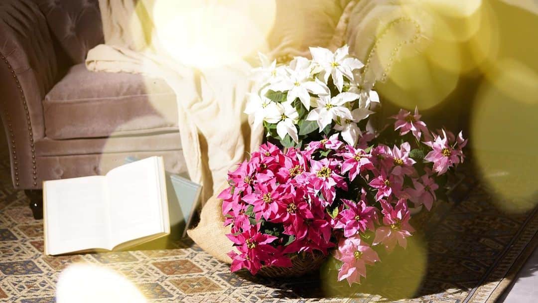 アルマリアンFUKUOKA　公式のグルメインスタ