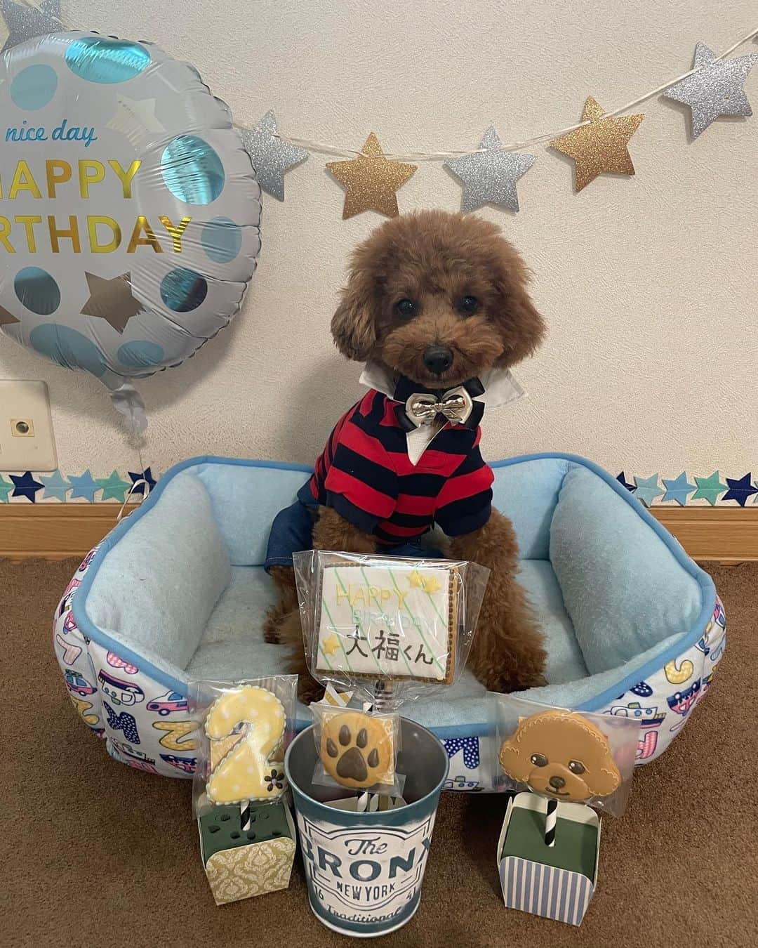 近藤みやびさんのインスタグラム写真 - (近藤みやびInstagram)「大福HAPPY BIRTHDAY🎉👏💗  2歳になりました🤩😭 甘えん坊なだいたん🤓  きゃわ🤤❣️  #いぬすたぐらむ #いぬのいる暮らし #いぬばか部 ＃トイプードル #おとこのこママ ＃2歳 #保護犬 #ペッツホップ」12月4日 12時06分 - miyabiiiii_kondooooo