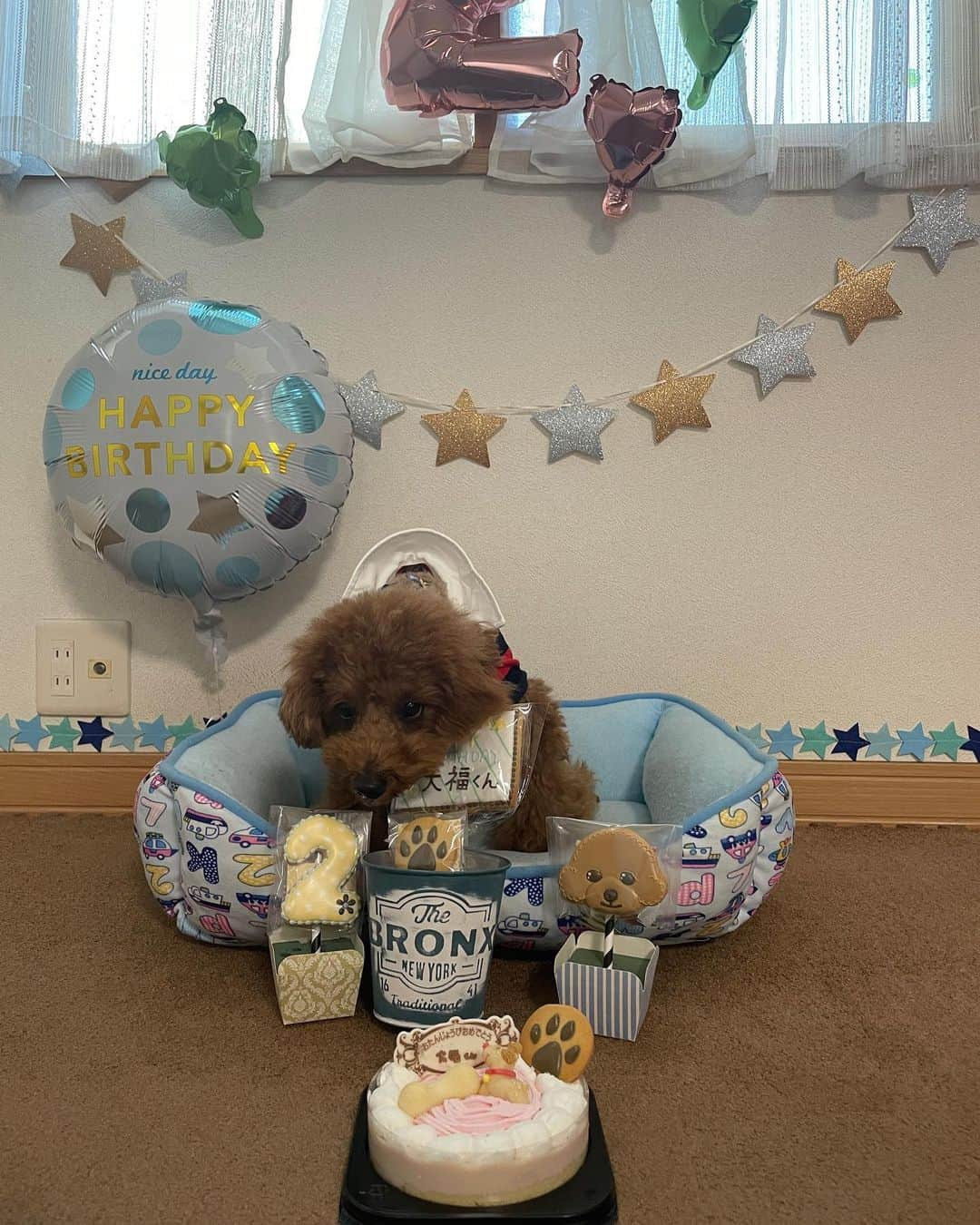 近藤みやびさんのインスタグラム写真 - (近藤みやびInstagram)「大福HAPPY BIRTHDAY🎉👏💗  2歳になりました🤩😭 甘えん坊なだいたん🤓  きゃわ🤤❣️  #いぬすたぐらむ #いぬのいる暮らし #いぬばか部 ＃トイプードル #おとこのこママ ＃2歳 #保護犬 #ペッツホップ」12月4日 12時06分 - miyabiiiii_kondooooo