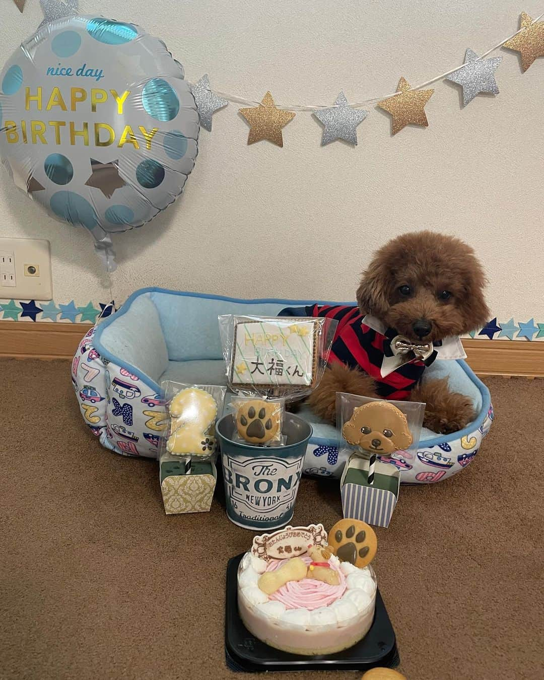 近藤みやびさんのインスタグラム写真 - (近藤みやびInstagram)「大福HAPPY BIRTHDAY🎉👏💗  2歳になりました🤩😭 甘えん坊なだいたん🤓  きゃわ🤤❣️  #いぬすたぐらむ #いぬのいる暮らし #いぬばか部 ＃トイプードル #おとこのこママ ＃2歳 #保護犬 #ペッツホップ」12月4日 12時06分 - miyabiiiii_kondooooo