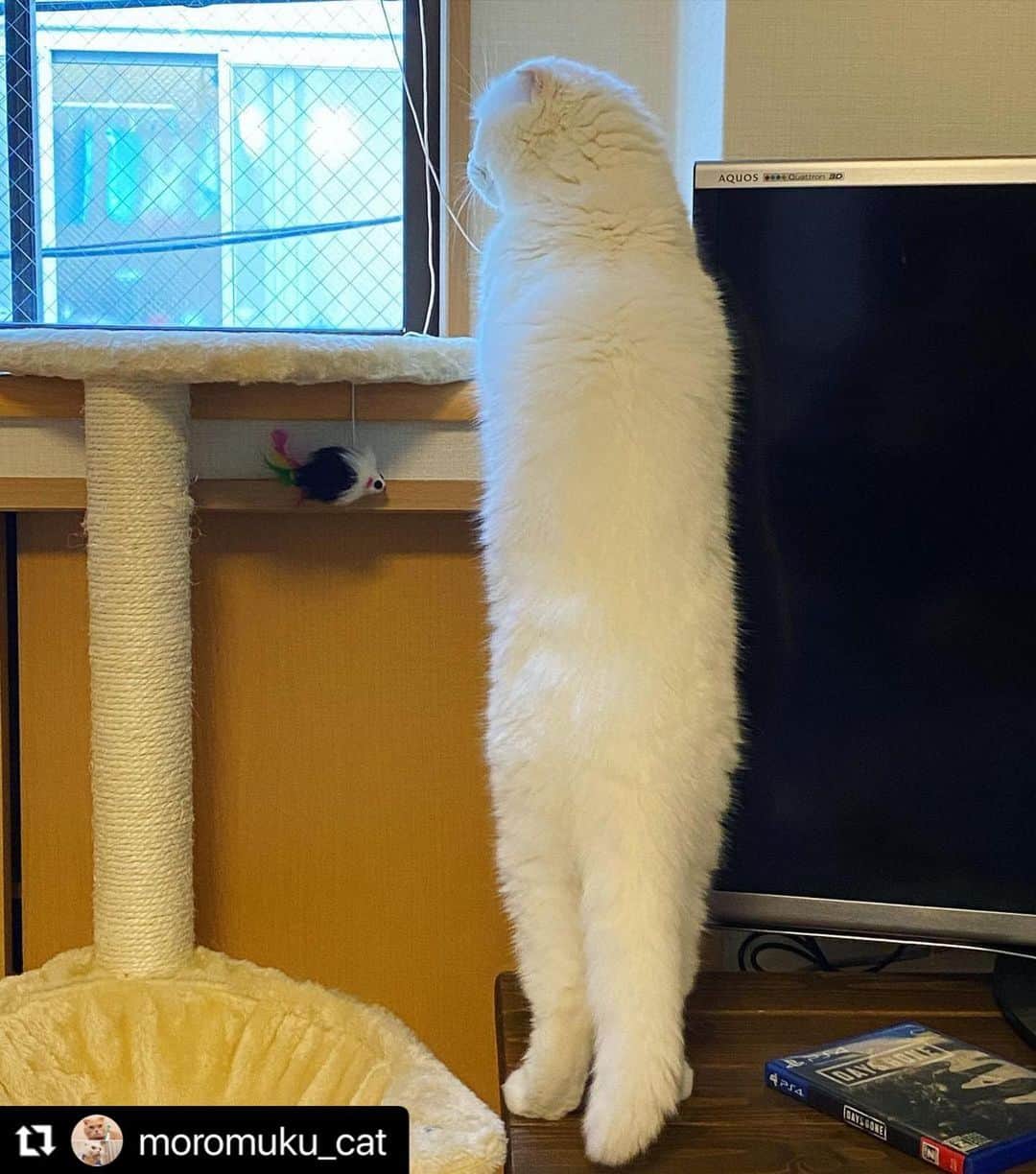 ねこのインスタグラム