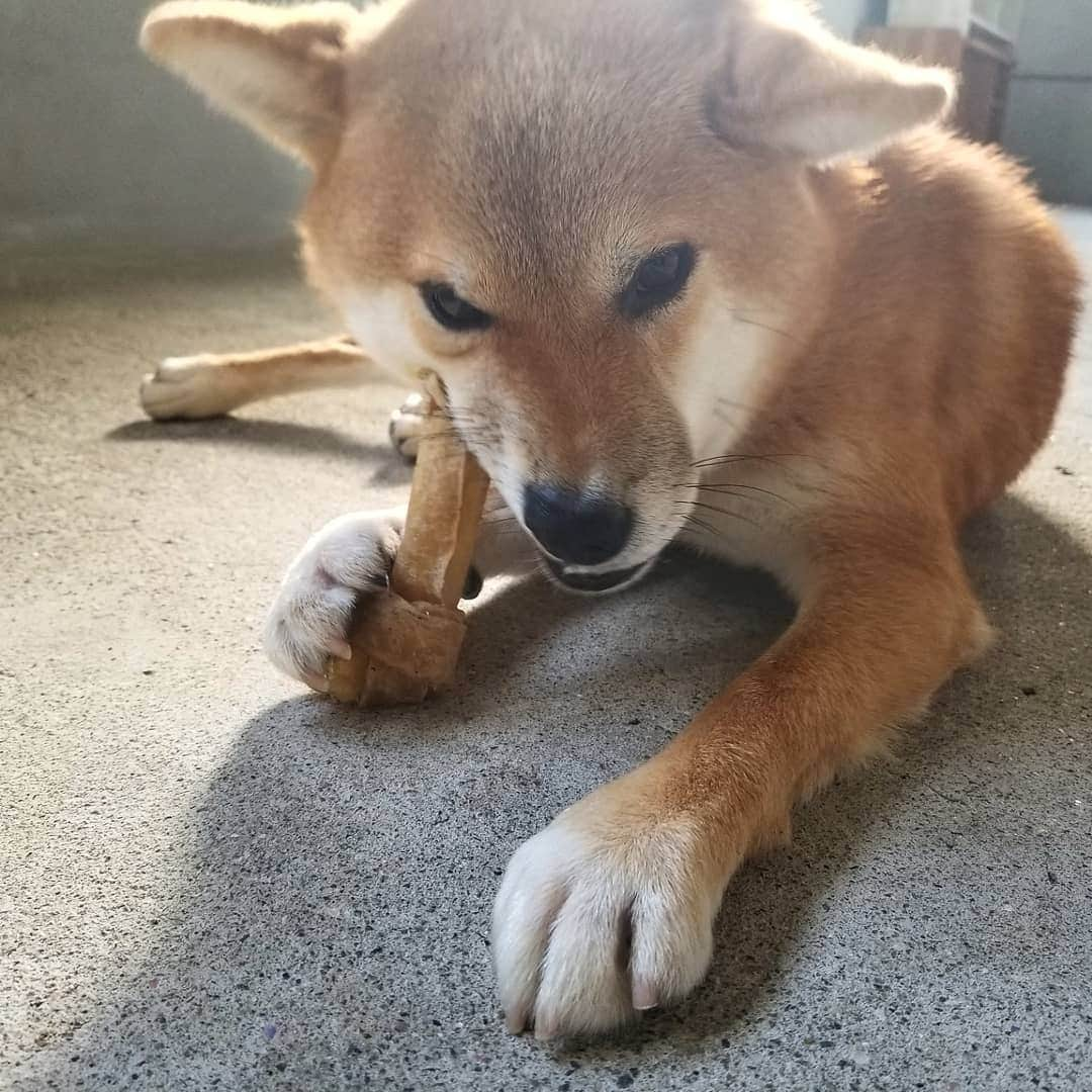 柴犬たま Shibainu Tamaのインスタグラム