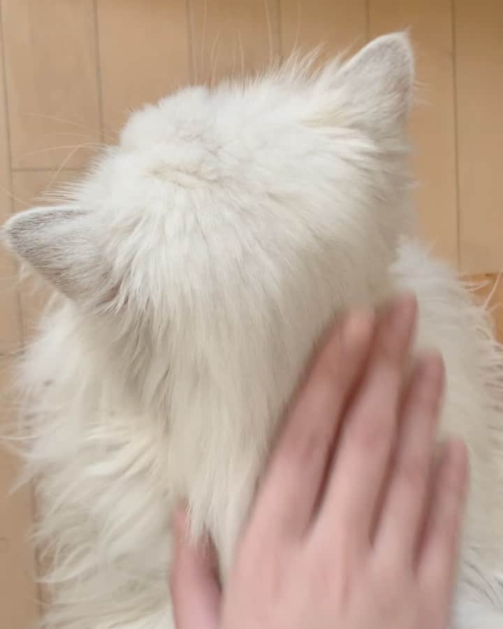 のインスタグラム：「걍 쓰다듬는 영상... 제가 너무 쓰다듬어서 후추 털이 빨리 떡지는 거 같아요(?)   #후추  #고양이  #냥스타그램 #캣스타그램  #Hoochu #Hoochuthecat #cat #cats #catstagram #catsofinstagram #topcatphoto #bestmeow #ilovecat #cute #fluffy #petstagram #instacats」