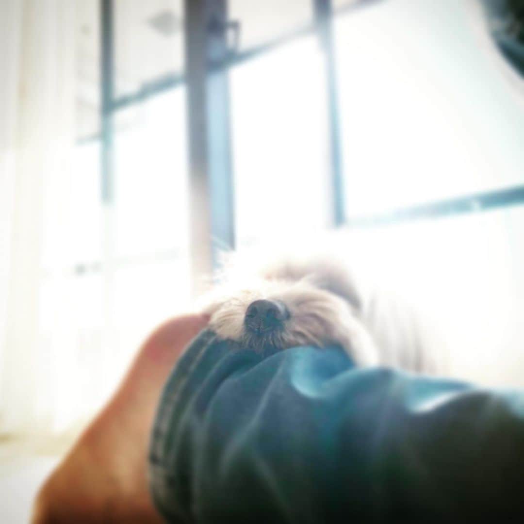 北山陽一のインスタグラム：「ひなたぼっこ。#きたやまおもち」
