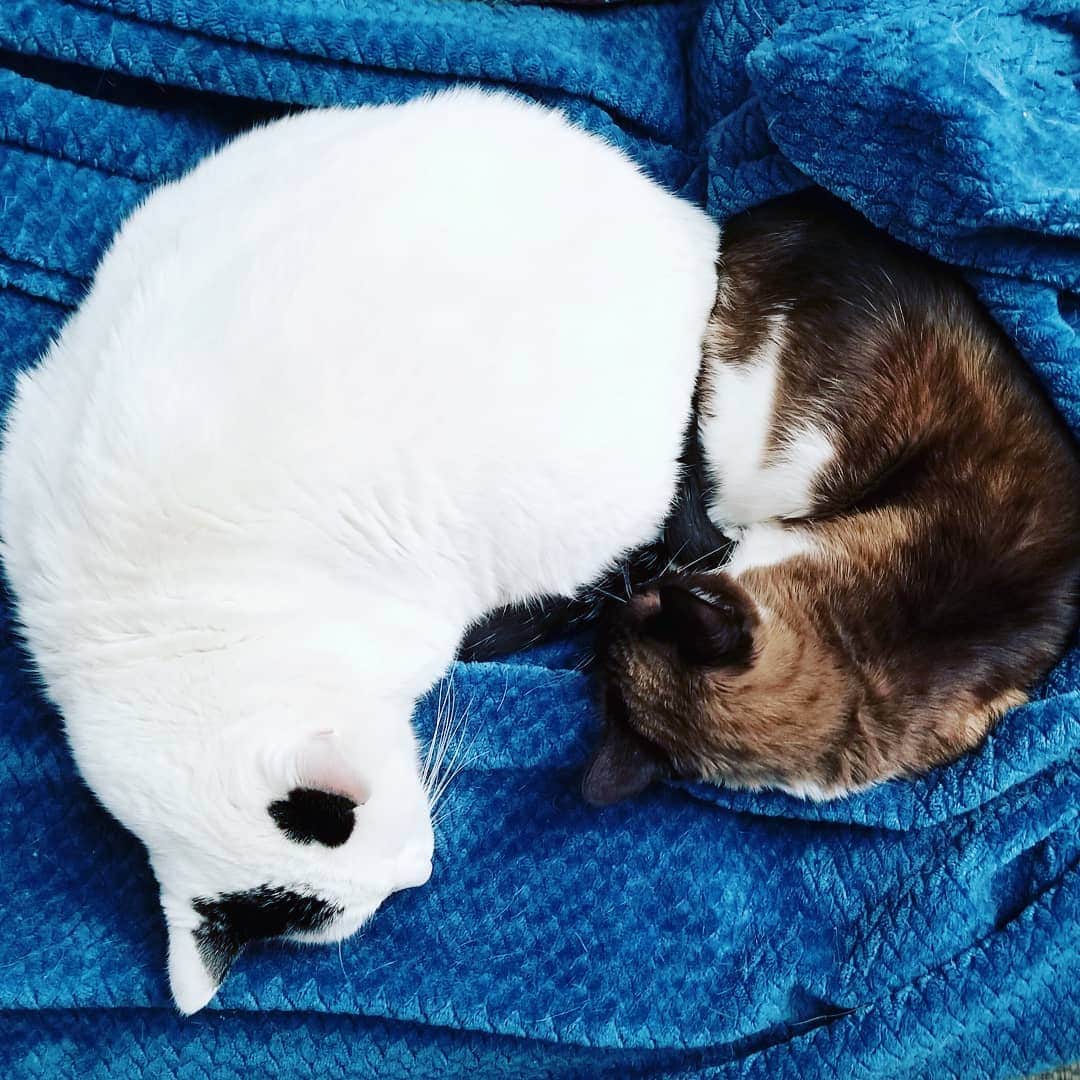 のインスタグラム：「Serenity now #yinyang  #garlice」