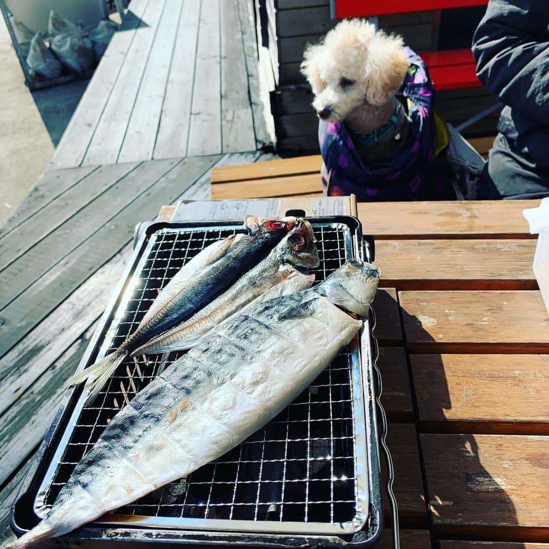 金村義明さんのインスタグラム写真 - (金村義明Instagram)「いしだの浜焼き 行きつけ 伊豆の帰りは、ここでランチ定番 干物定食にカキフライ定食 超超超劇劇劇ウマママママシ」12月4日 12時37分 - yoshiaki_kanemura