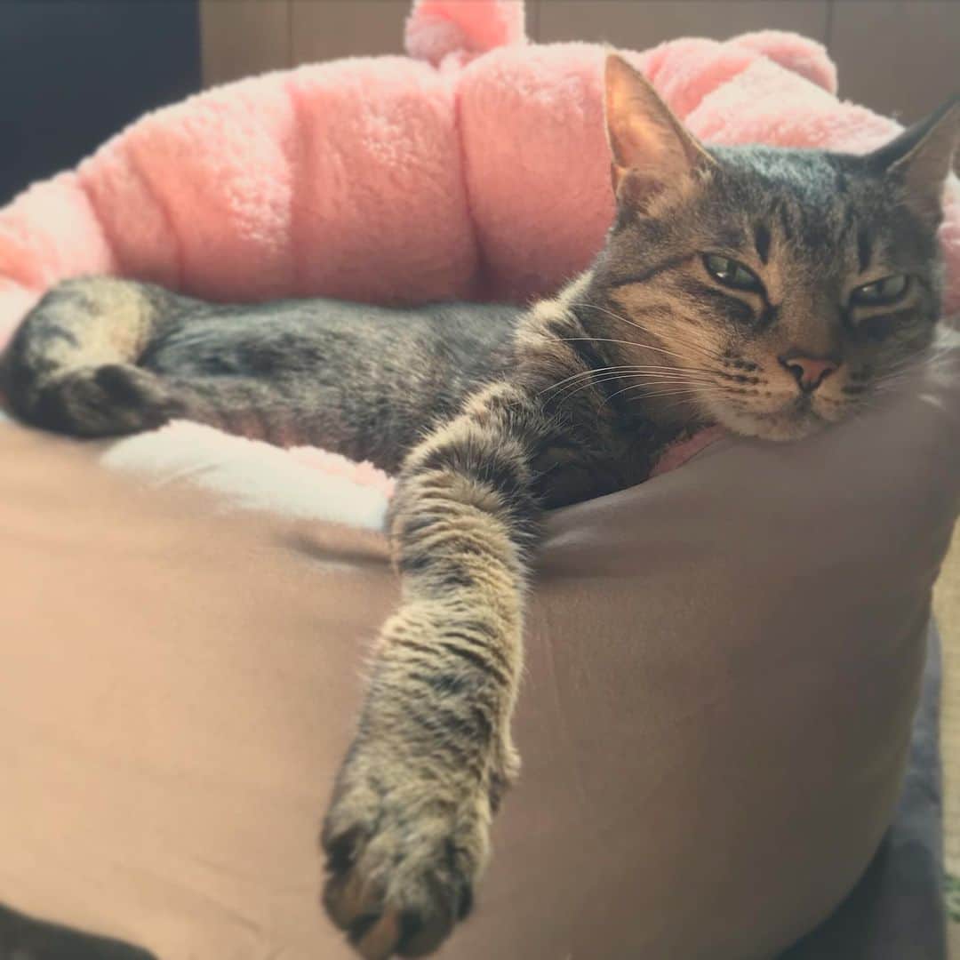 小嶋晶子のインスタグラム：「I’m daydreaming .🐈🐾 #cat #cats #browntabby #catsofinstagram #catstagram #neko #nekostagram #ねこ #ねこ部 #ねこすたぐらむ #きじとら #きじとらねこ #きじとら女子 #きじとら部 #ネコ #ネコ部  #キジトラ #キジトラネコ #キジトラ部 #かぎしっぽ #かぎしっぽ猫部 #カギしっぽ #カギしっぽ猫 #お腹ハゲてる #足の裏もハゲてる」