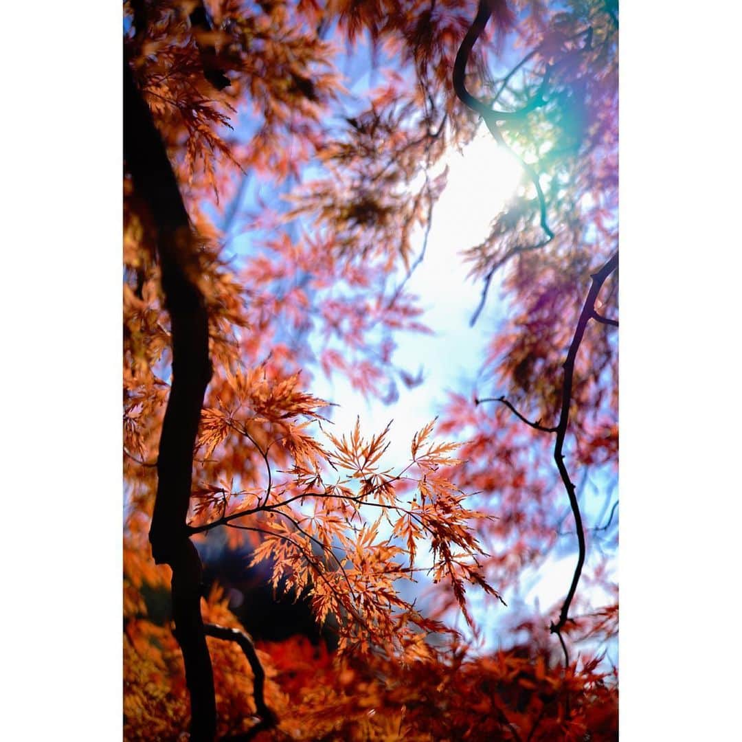 石井美保さんのインスタグラム写真 - (石井美保Instagram)「近場で束の間の紅葉タイム」12月4日 13時27分 - miho_ishii
