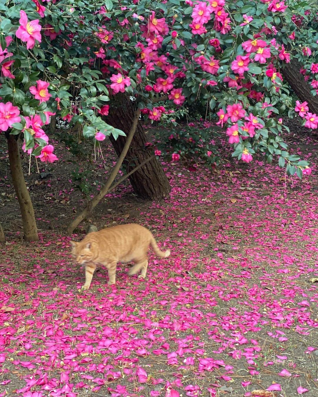 神室舞衣さんのインスタグラム写真 - (神室舞衣Instagram)「私の可愛いが詰まった写真☺︎ 猫・花・ピンク。  紅葉を見たくて三渓園へ🍁 山茶花の花びら絨毯がとても素敵でした。  素敵な写真スポットを案内してくれているような猫ちゃんが可愛すぎませんか。☺️  #三渓園 #山茶花 #猫」12月4日 13時36分 - maikamuro.official