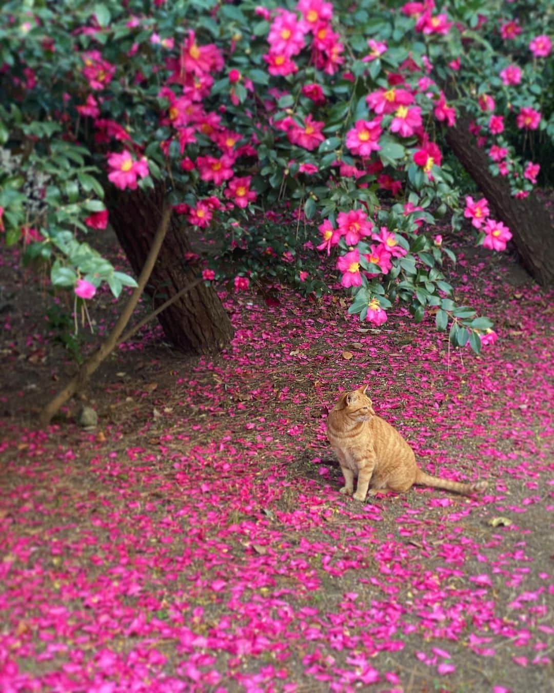 神室舞衣のインスタグラム：「私の可愛いが詰まった写真☺︎ 猫・花・ピンク。  紅葉を見たくて三渓園へ🍁 山茶花の花びら絨毯がとても素敵でした。  素敵な写真スポットを案内してくれているような猫ちゃんが可愛すぎませんか。☺️  #三渓園 #山茶花 #猫」