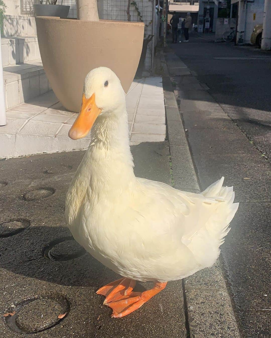 坂本美雨のインスタグラム