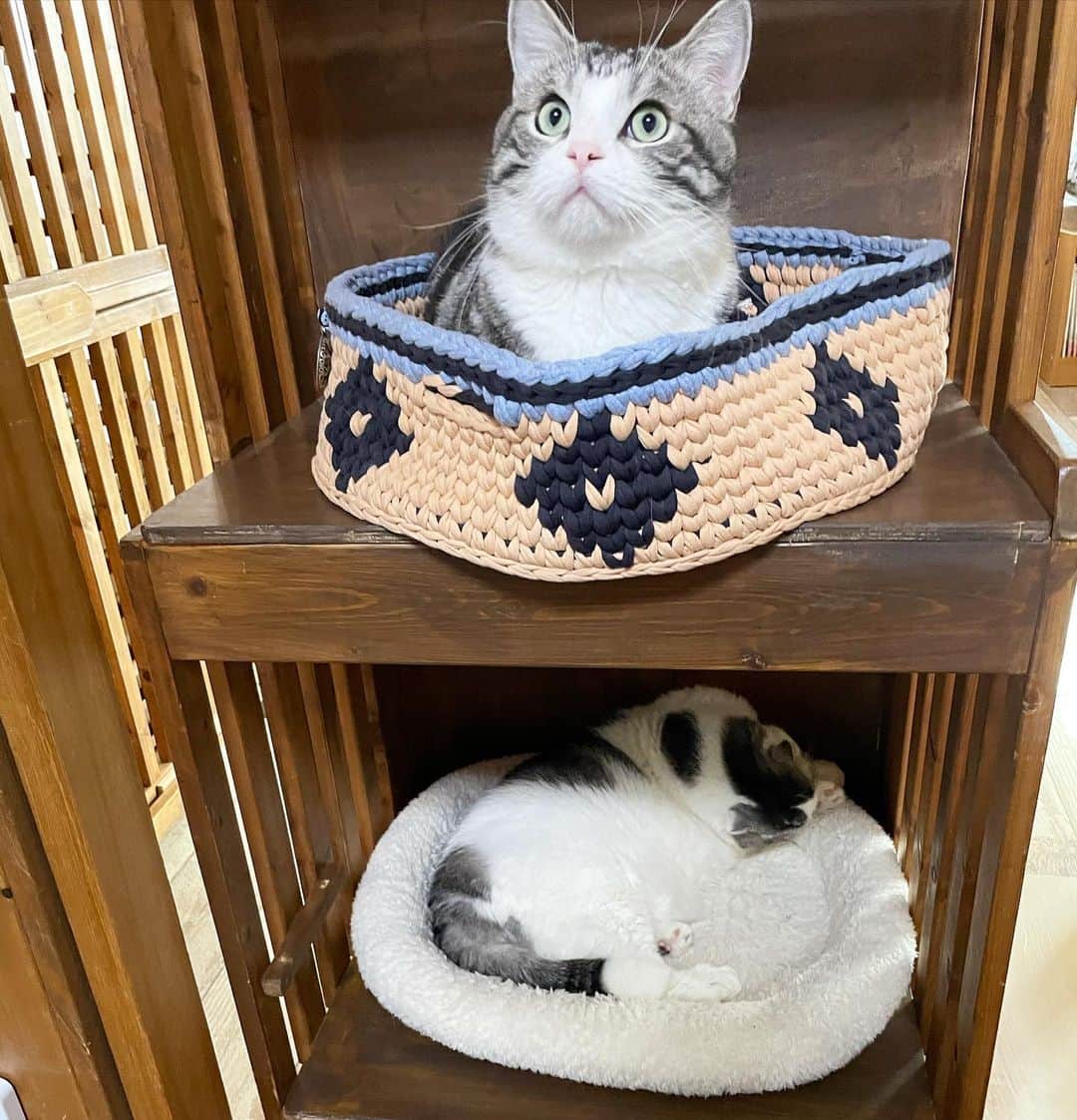 のインスタグラム：「手作りの猫の2段ベッド🛏裏側は小物入れになってて砂とかが入ってます。 スイートドリームバスケットさんのバスケットはおしゃれなのでインテリア性が高いな〜❤️❤️❤️❤️❤️❤️❤️❤️❤️❤️ 出来れば下もバスケットにしたいなぁ 次のセールを狙うかな😁 @sweet_dream_pet_baskets #ねこ#cat#catofinstagram#cats#マンチカン部#ぺぺぺっつ#ねこのきもち#多頭飼い#パンチクリン健太#マンチカン#munchkin #scottishfold#スコティッシュフォールド#短足#ねこ好き#ねこのいる生活#bestmeow#pecoねこ部#pecotv#club_of_cats#catsoftheday#instacat_meows#cats_of_world#cat_features#kitties#hachiwarebroモデル#スタペグラム」