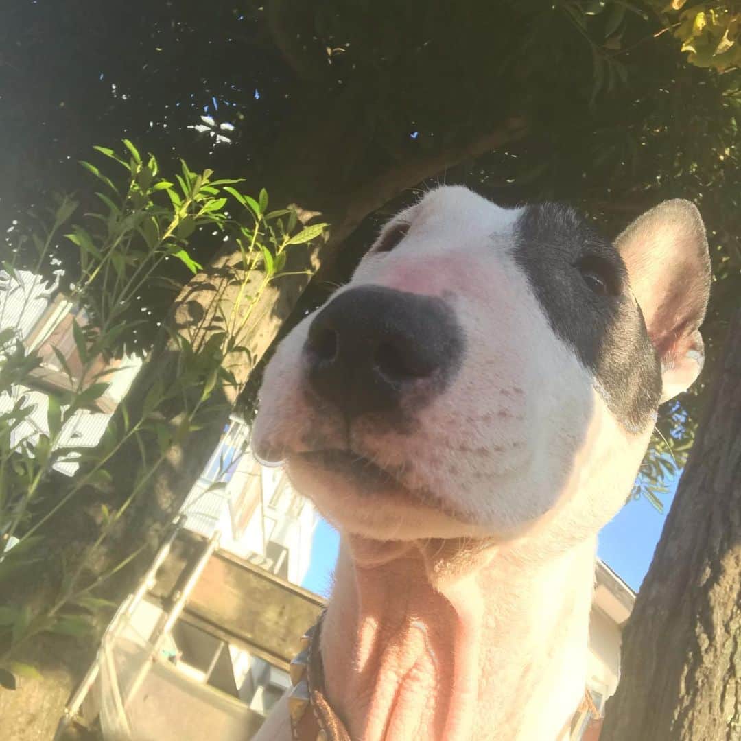 のインスタグラム：「#minituru#bull#terrier#minibullterrier#miniturubullterrier#dog#dogstagram#cute#qtaro#love#family#ミニチュア#ブルテリア#ミニチュアブルテリア#Q太郎」
