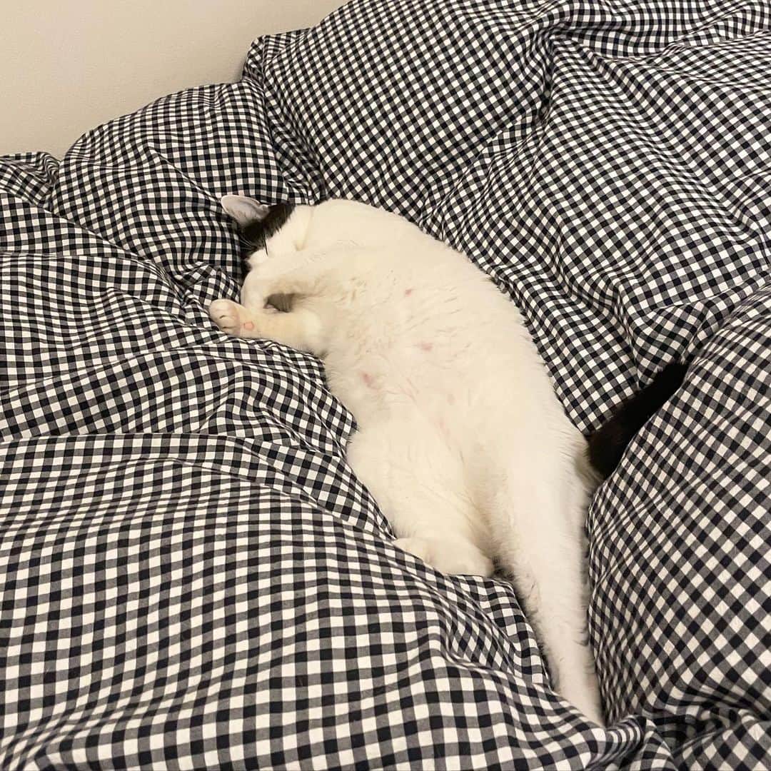 KAZUYAのインスタグラム：「今日のにゃんこ80。 野生との訣別。 #猫 #猫のいる暮らし #cat」